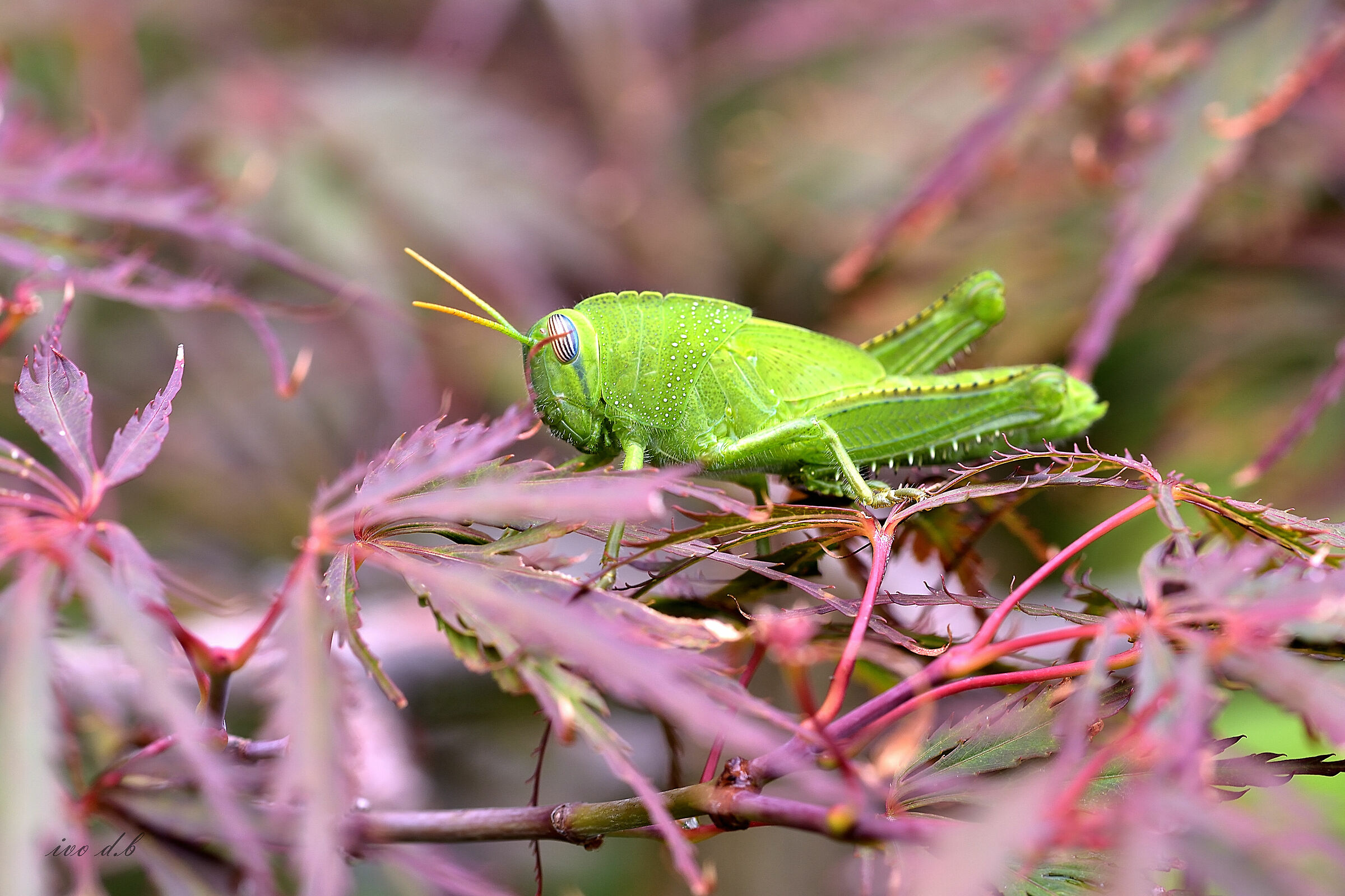 soltamartin1(cavalletta)