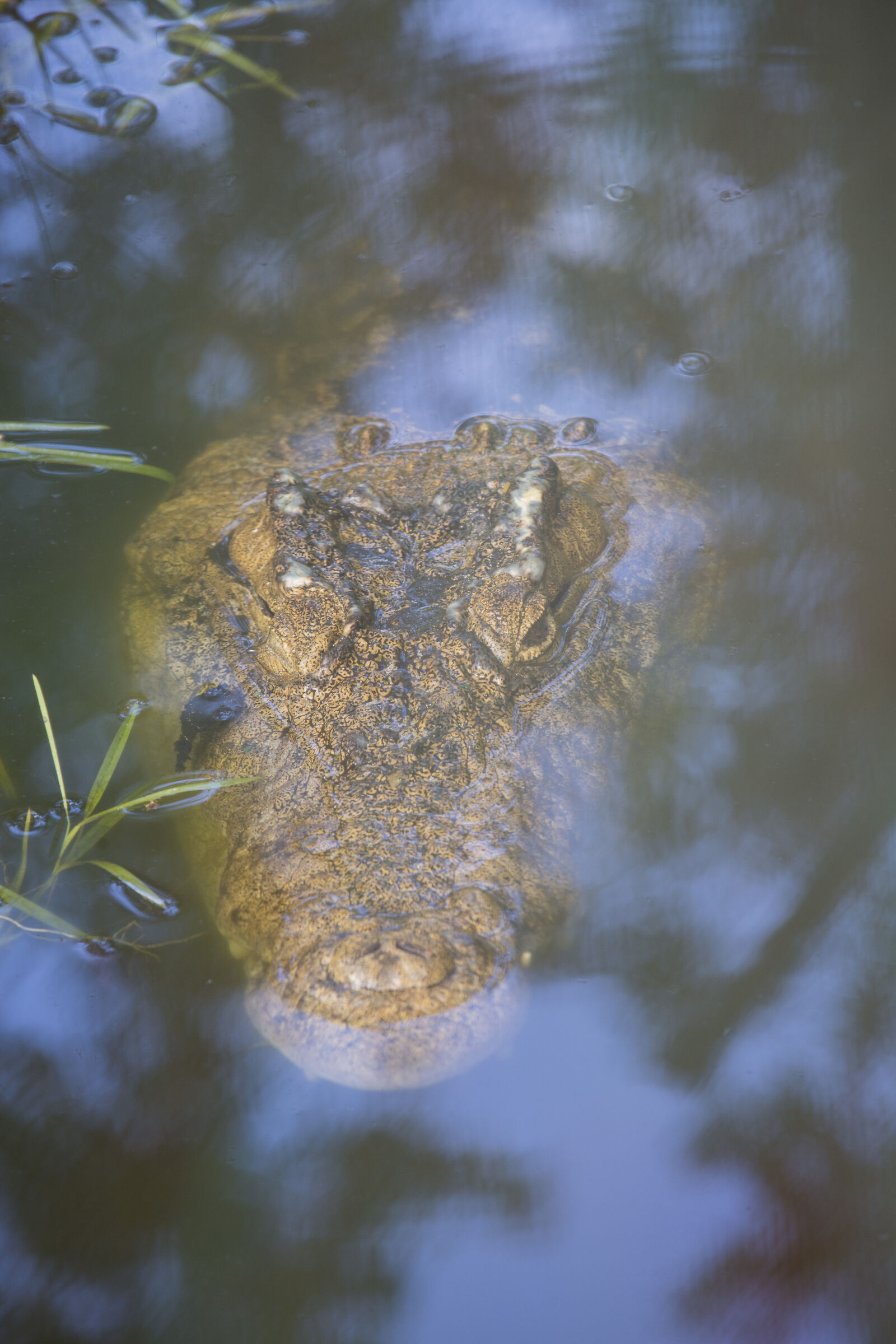 Crocodile in an artificial pond in the forest