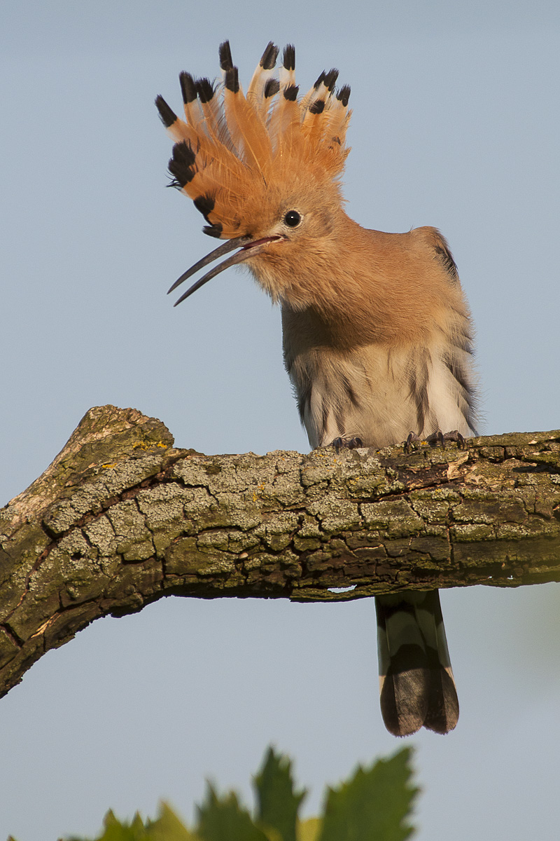 hoopoe