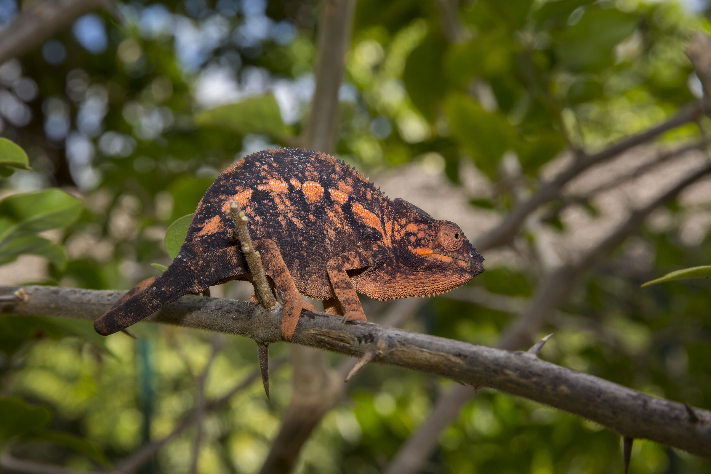 Female chameleon
