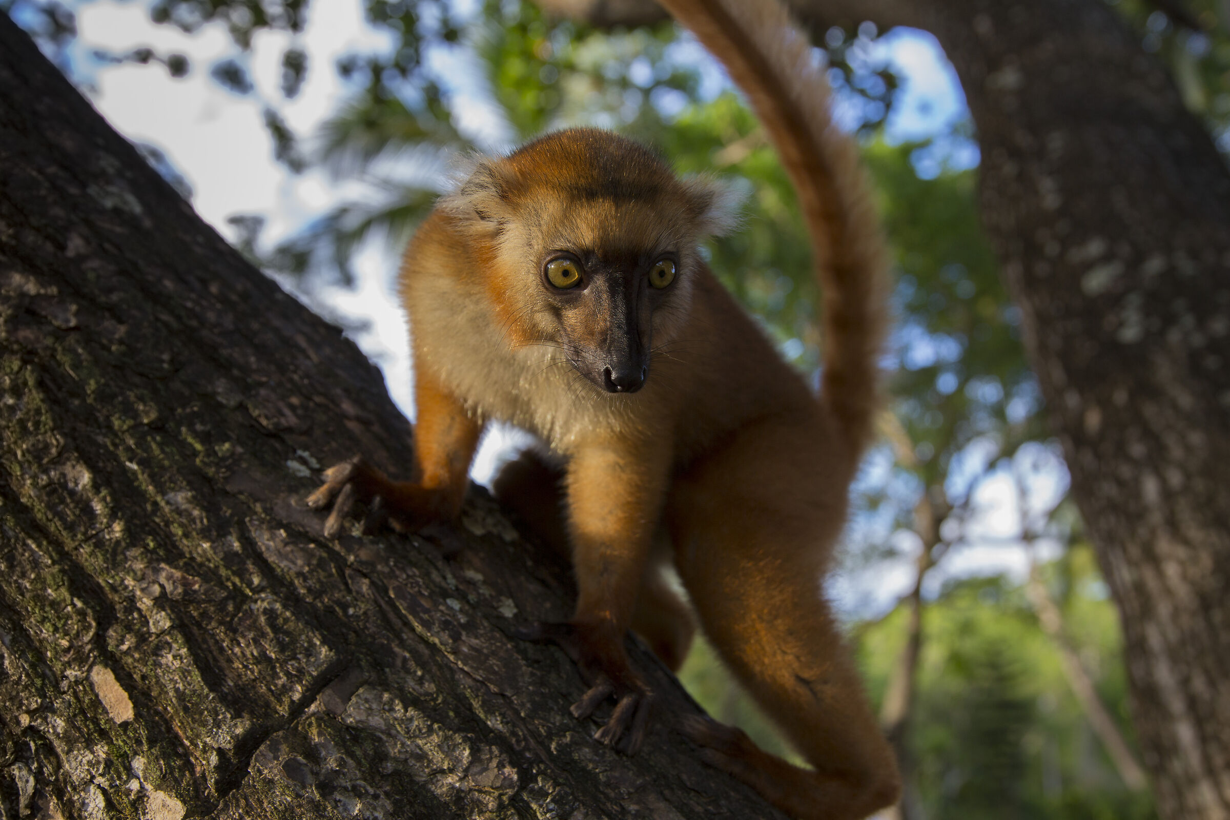Lemur