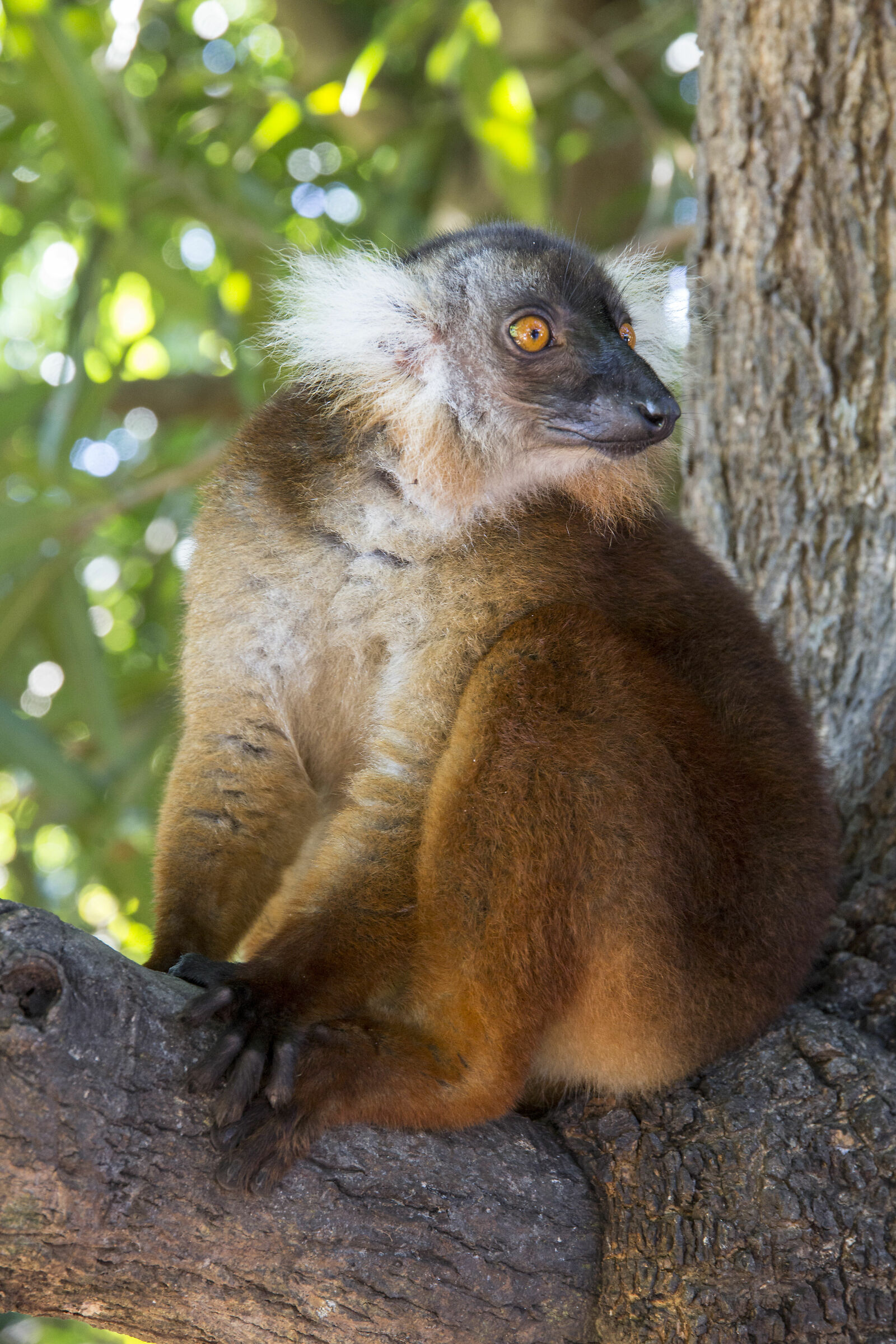 Lemur