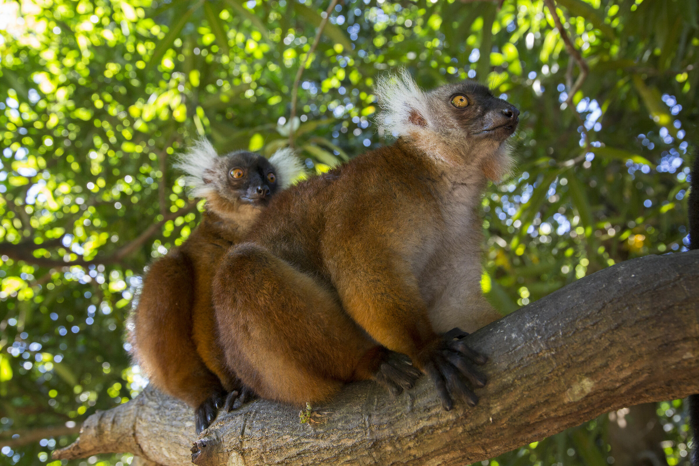 Lemurs