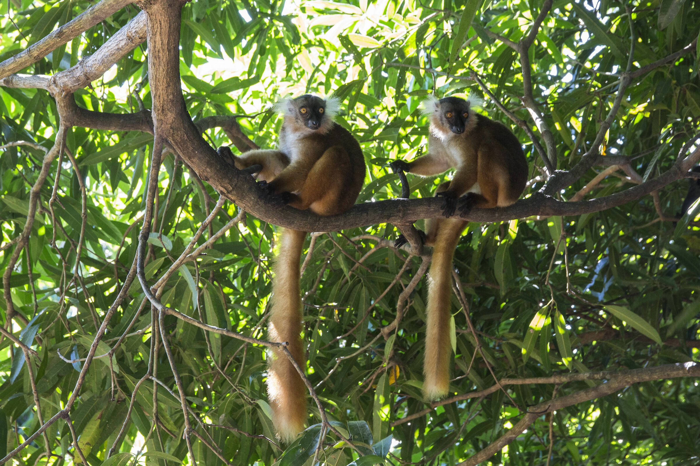 Lemurs