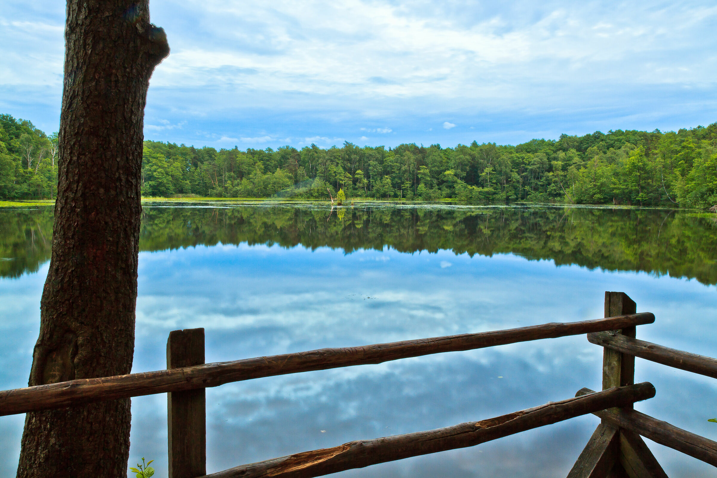 Foresta vicino a Varsavia, Polonia