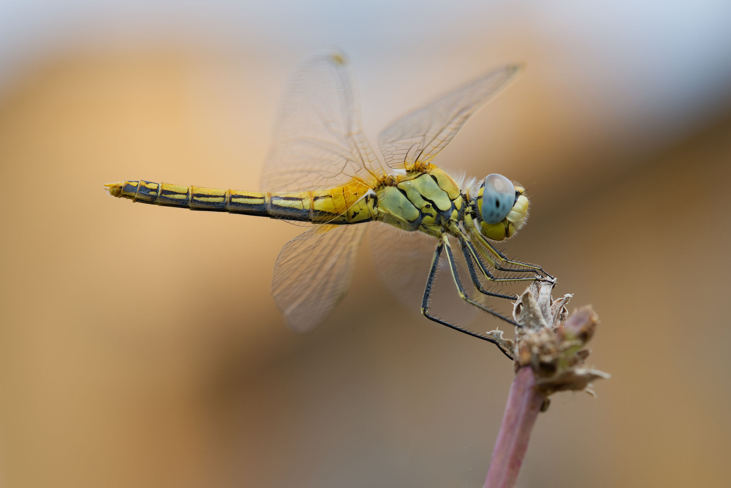 Fonscolombii Sympetrum