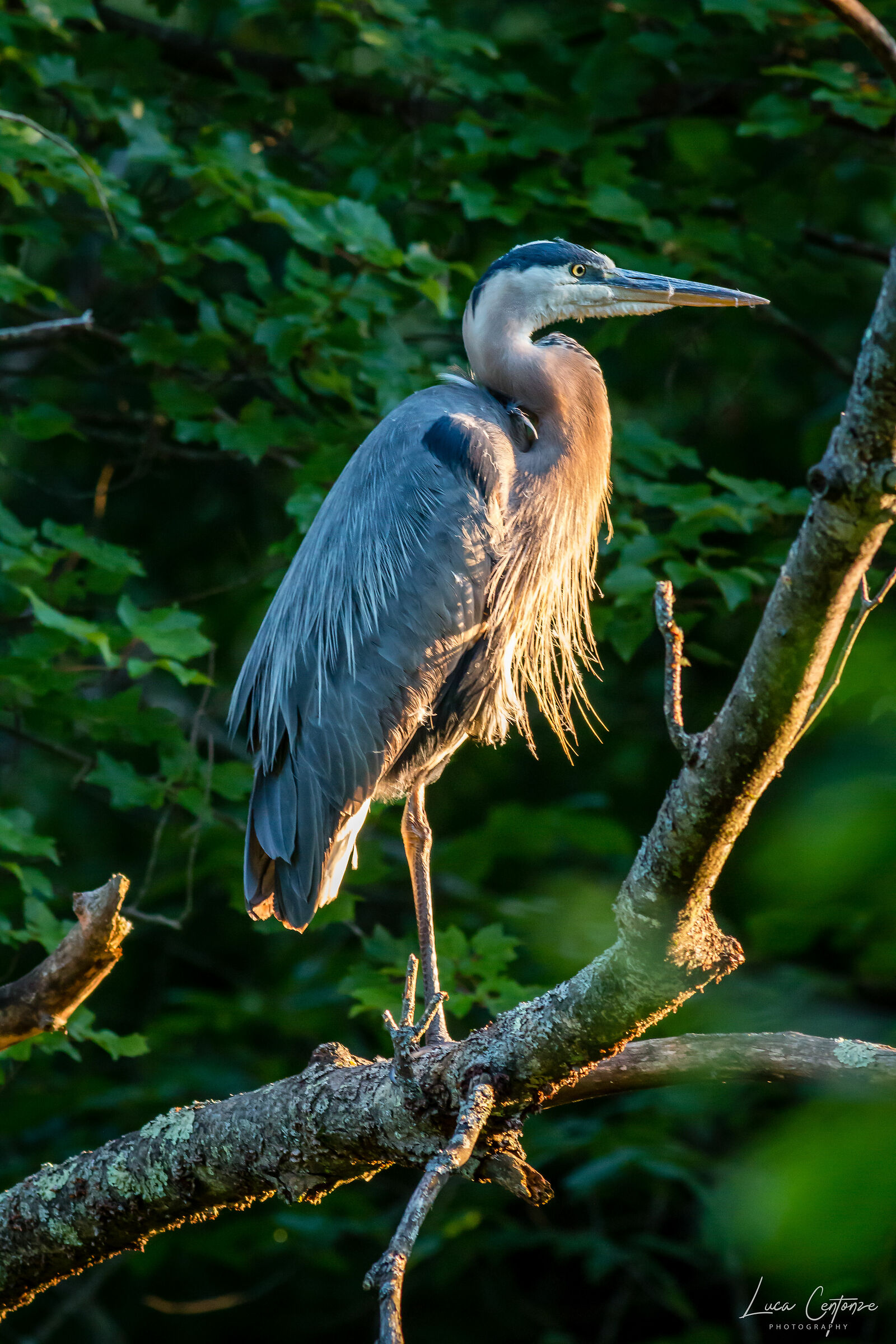 Adult Blue Heron
