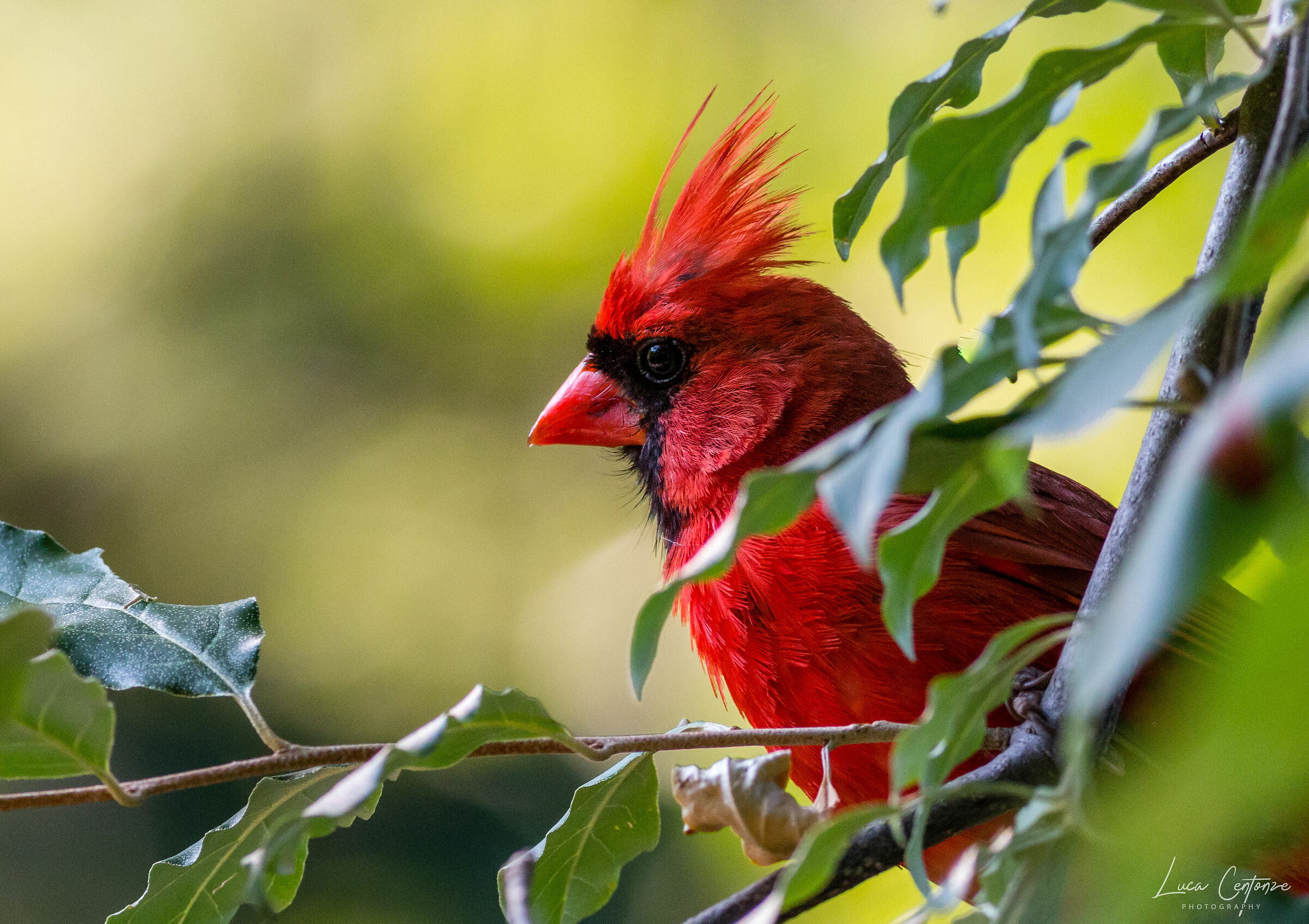 Red Cardinal