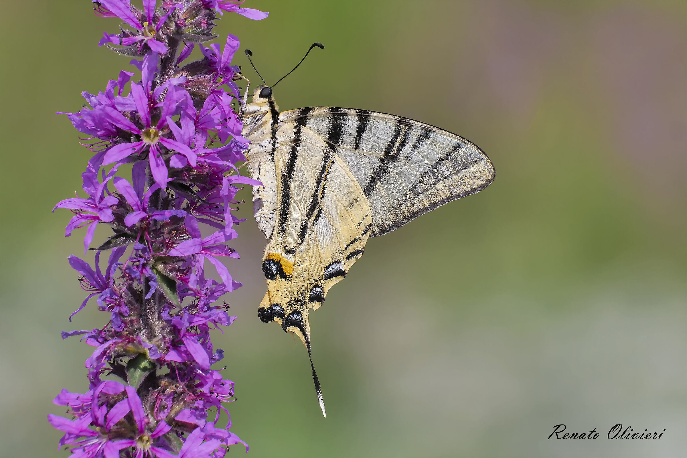 Podalirium Iphiclides podalirius