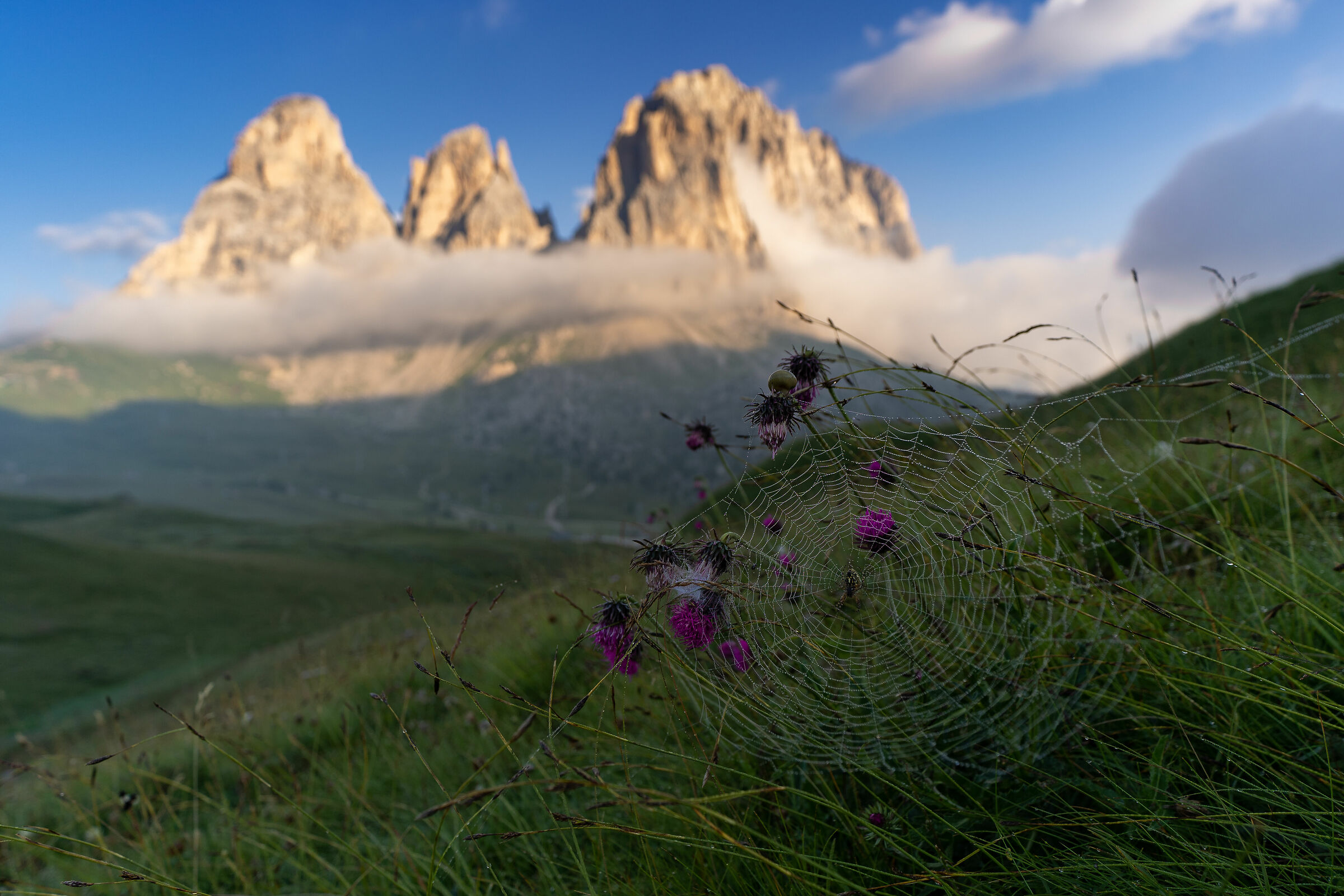 Ragnatela con vista Monti