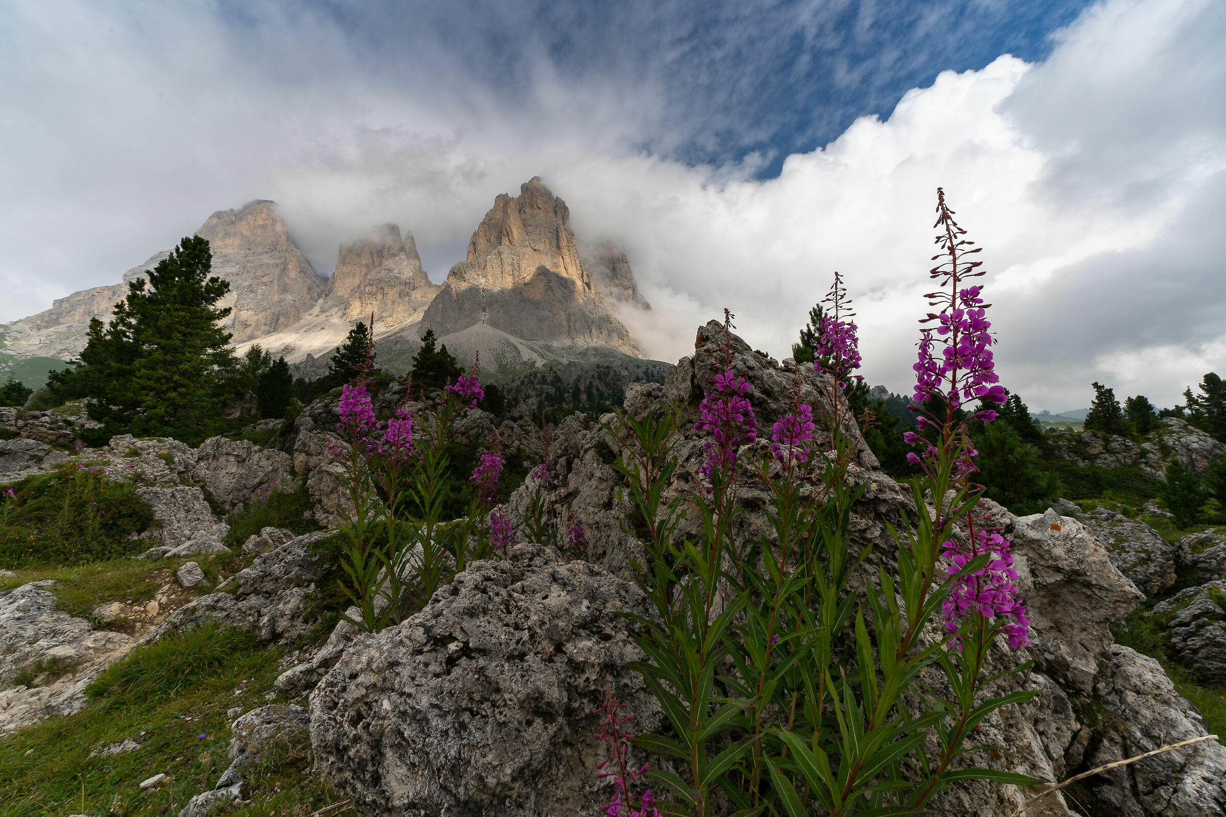 Epilobium angustifolium in the city of the sassi