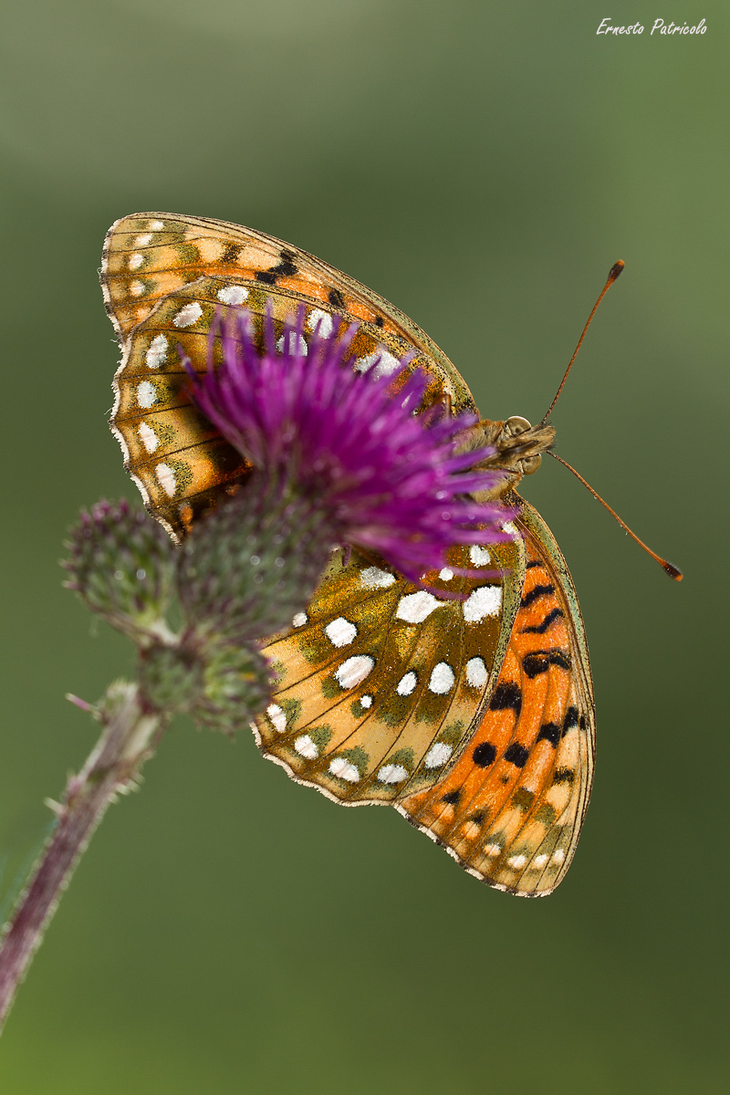 Argynnis aglaja (linnaeus, 1758)