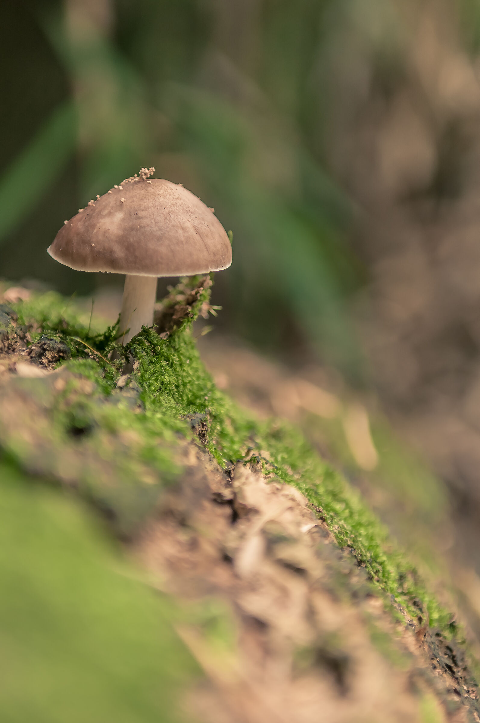 Undergrowth