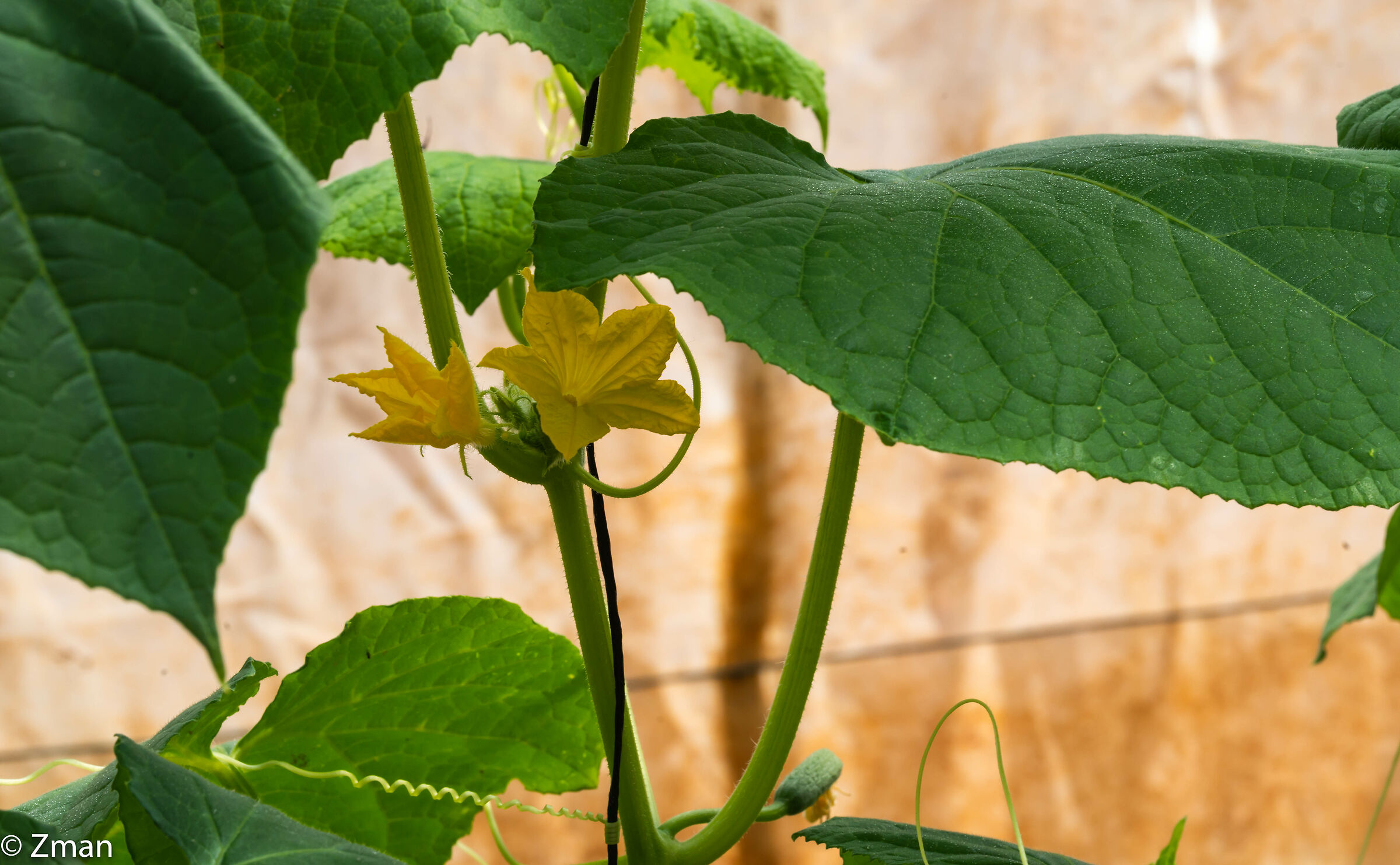 Zucchini Flowers