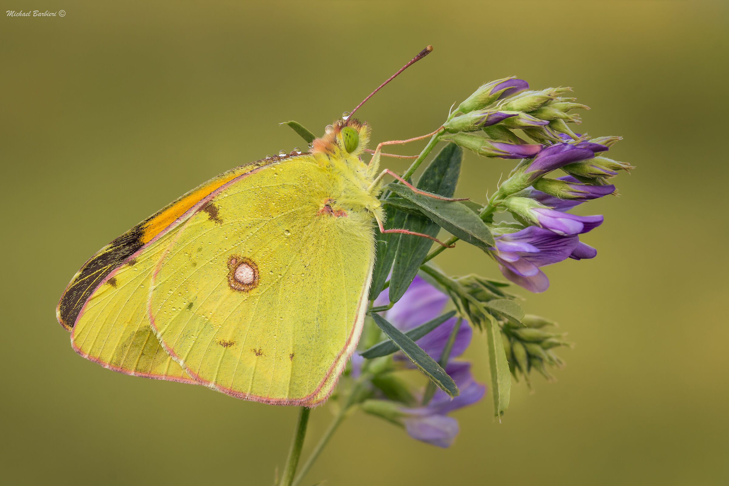 Colias crocea