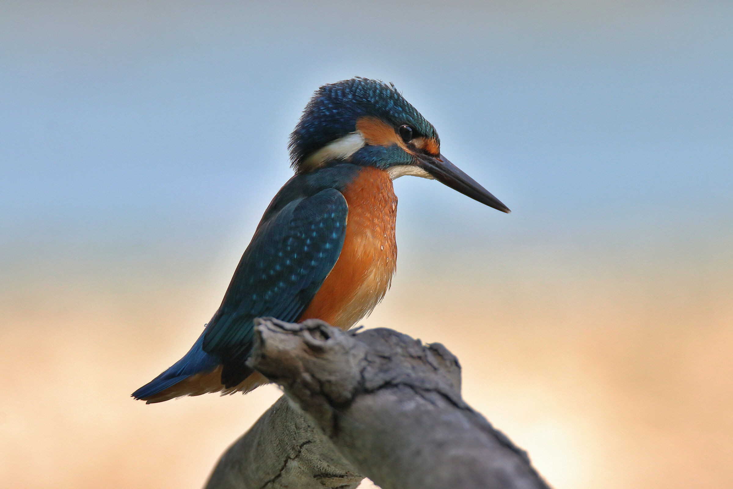 un graditissimo ritorno..