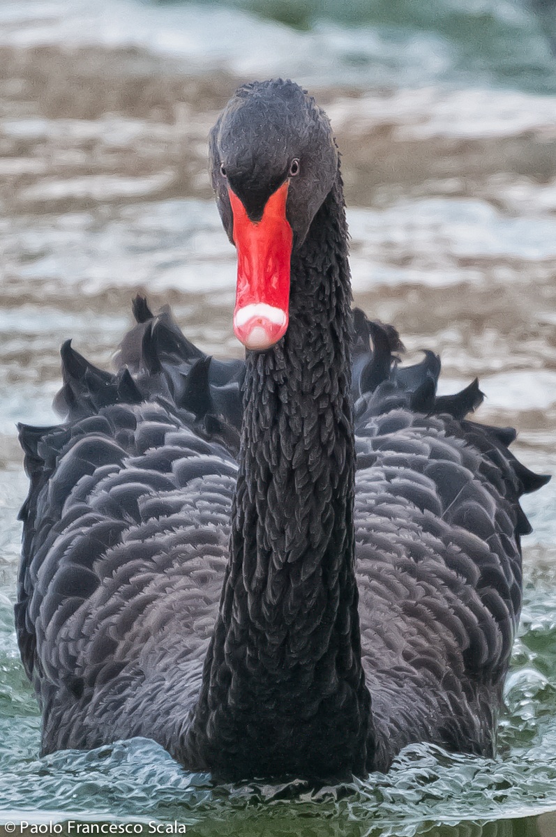 His "Majesty" The Black Swan