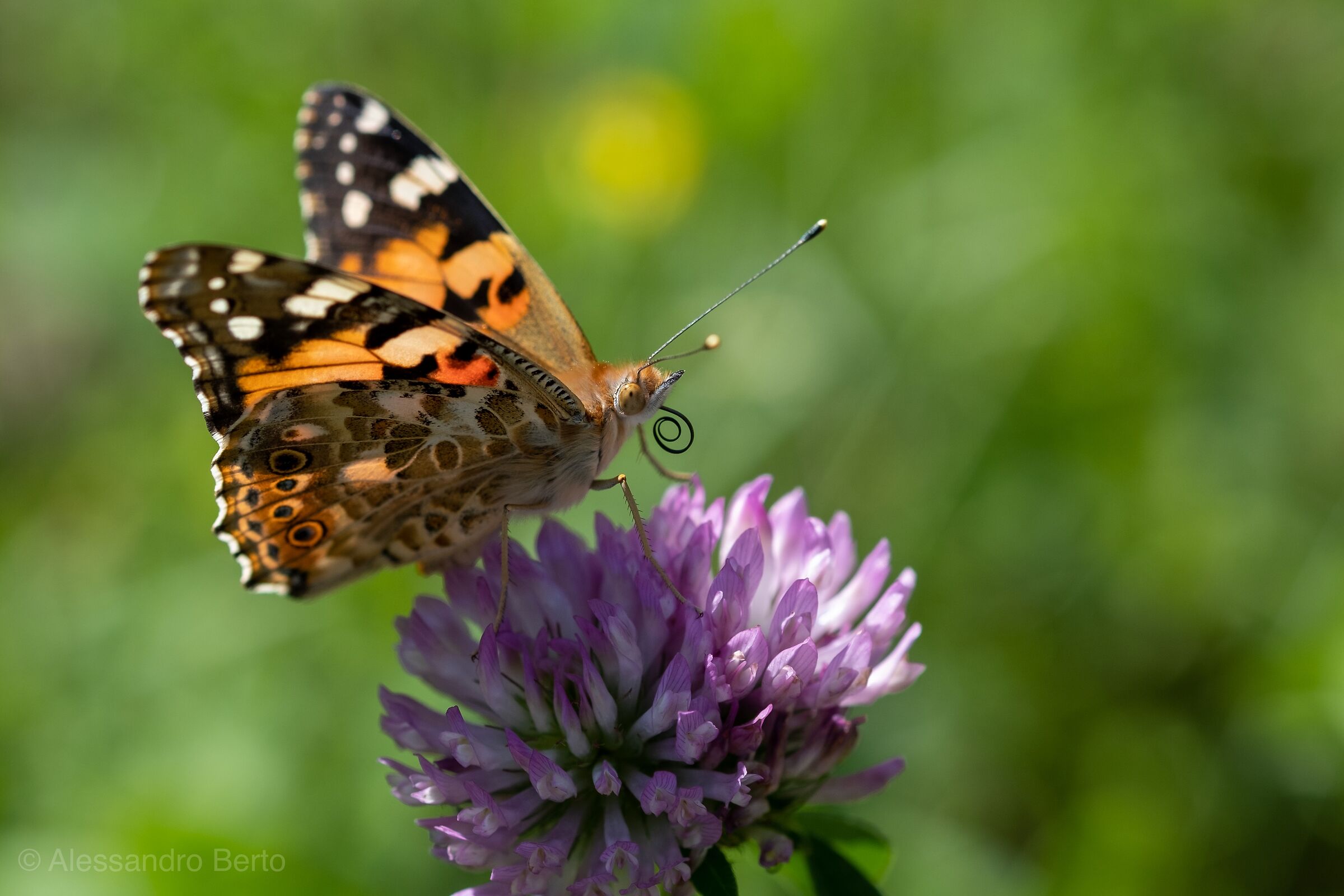 What are you looking at?