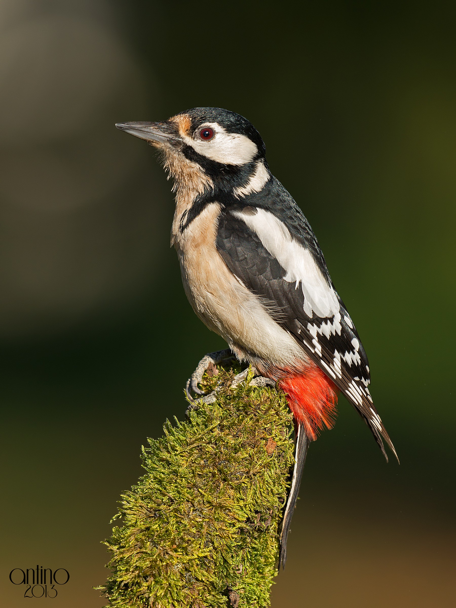 Picchio rosso maggiore femmina