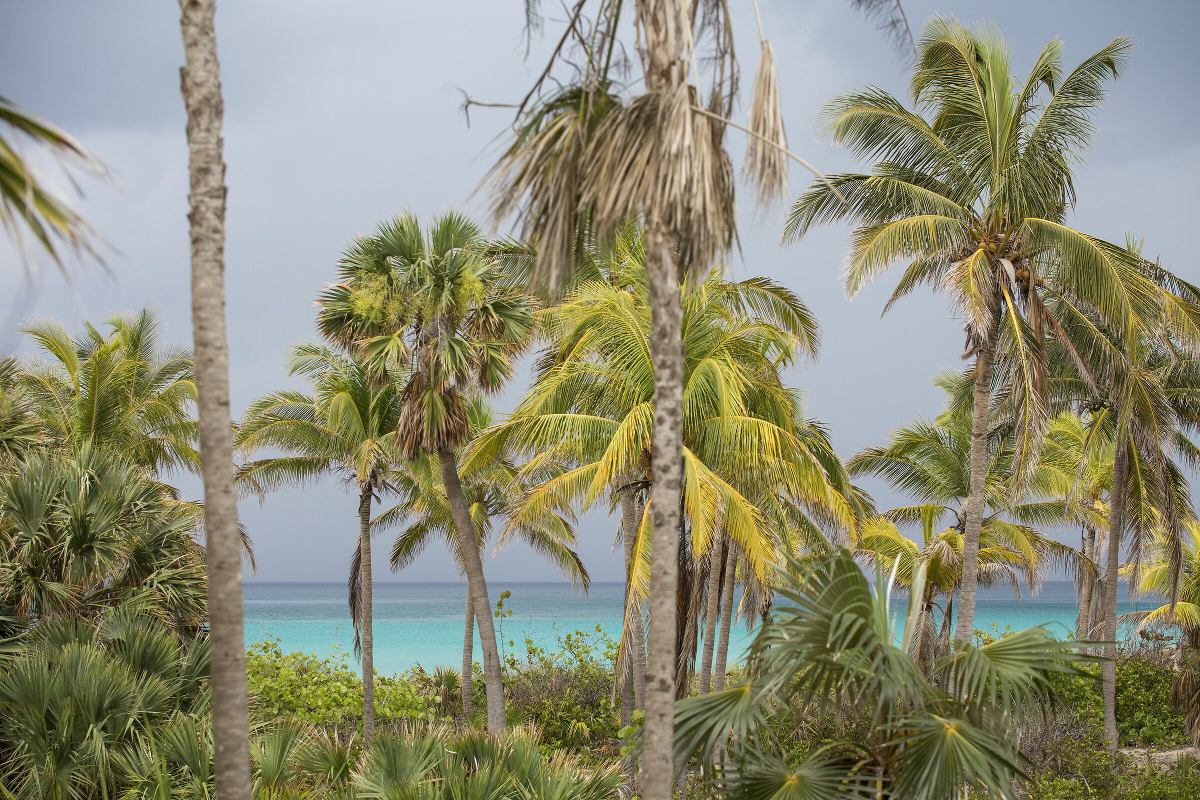 The colors of Cuban nature