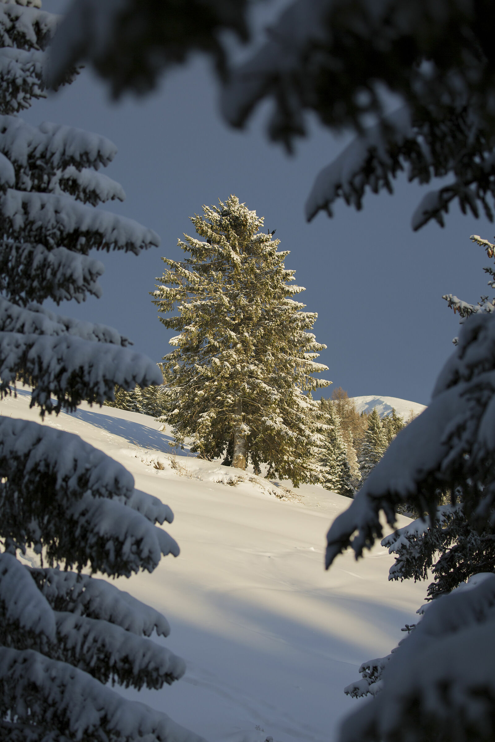 Larch
