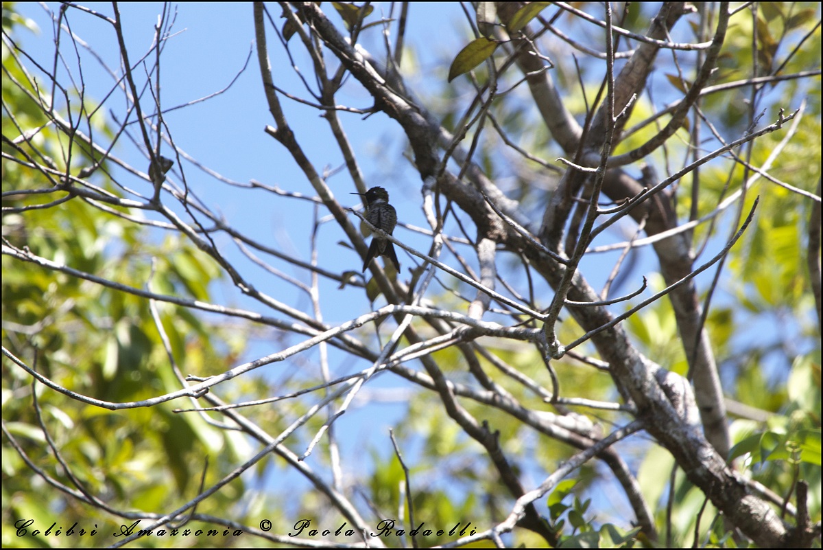 Colibrì