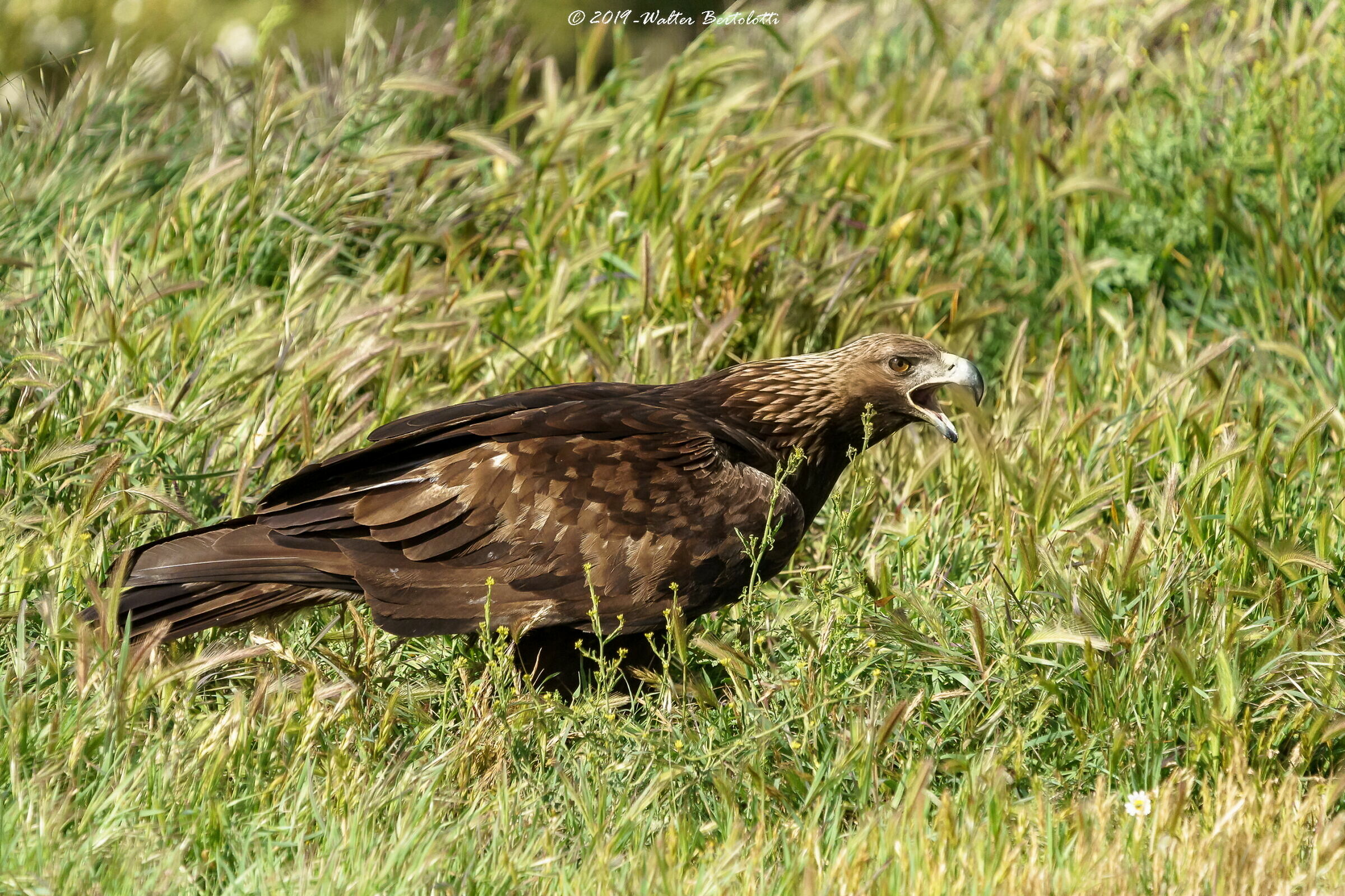 il grido della regina