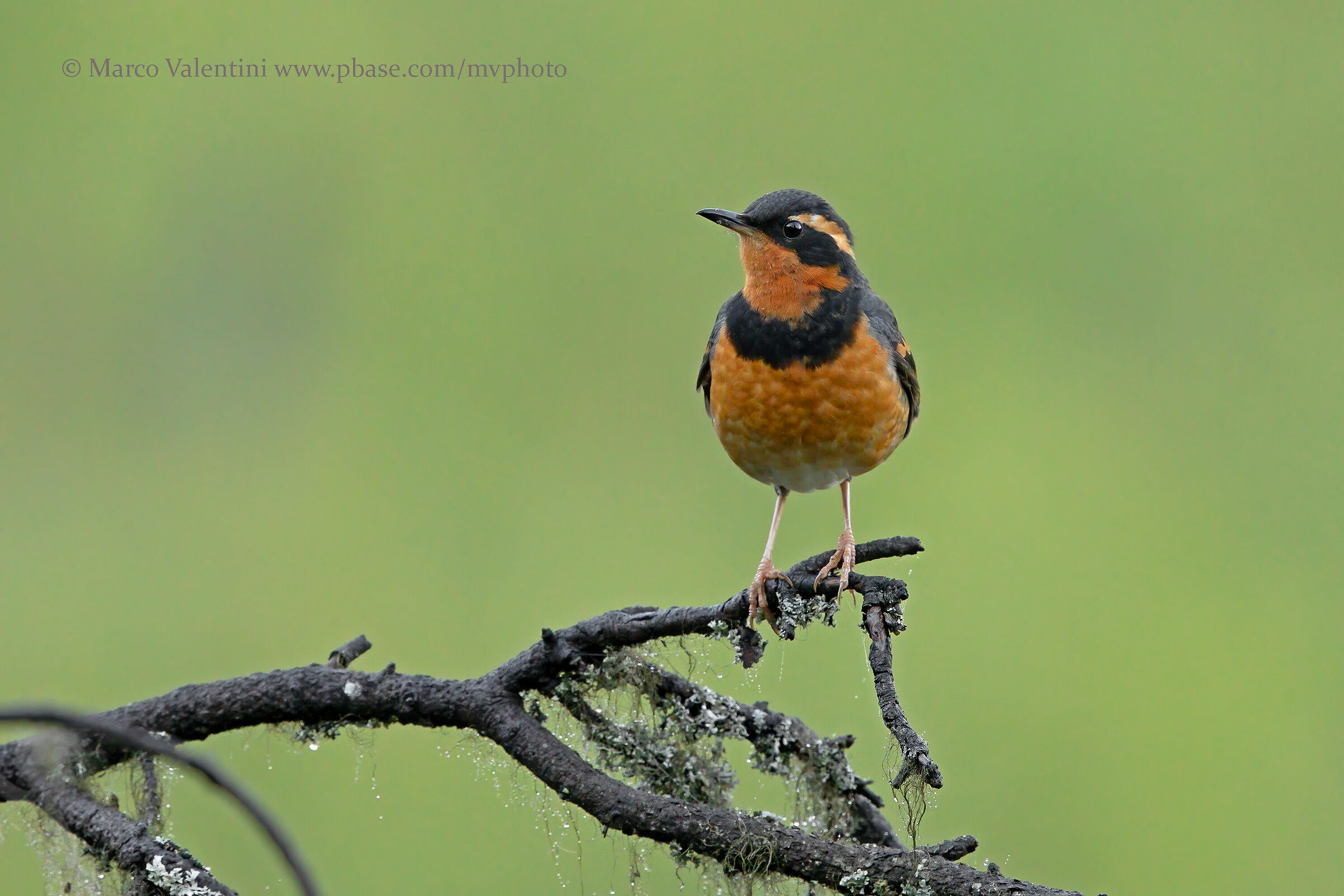 Miscellaneous thresher