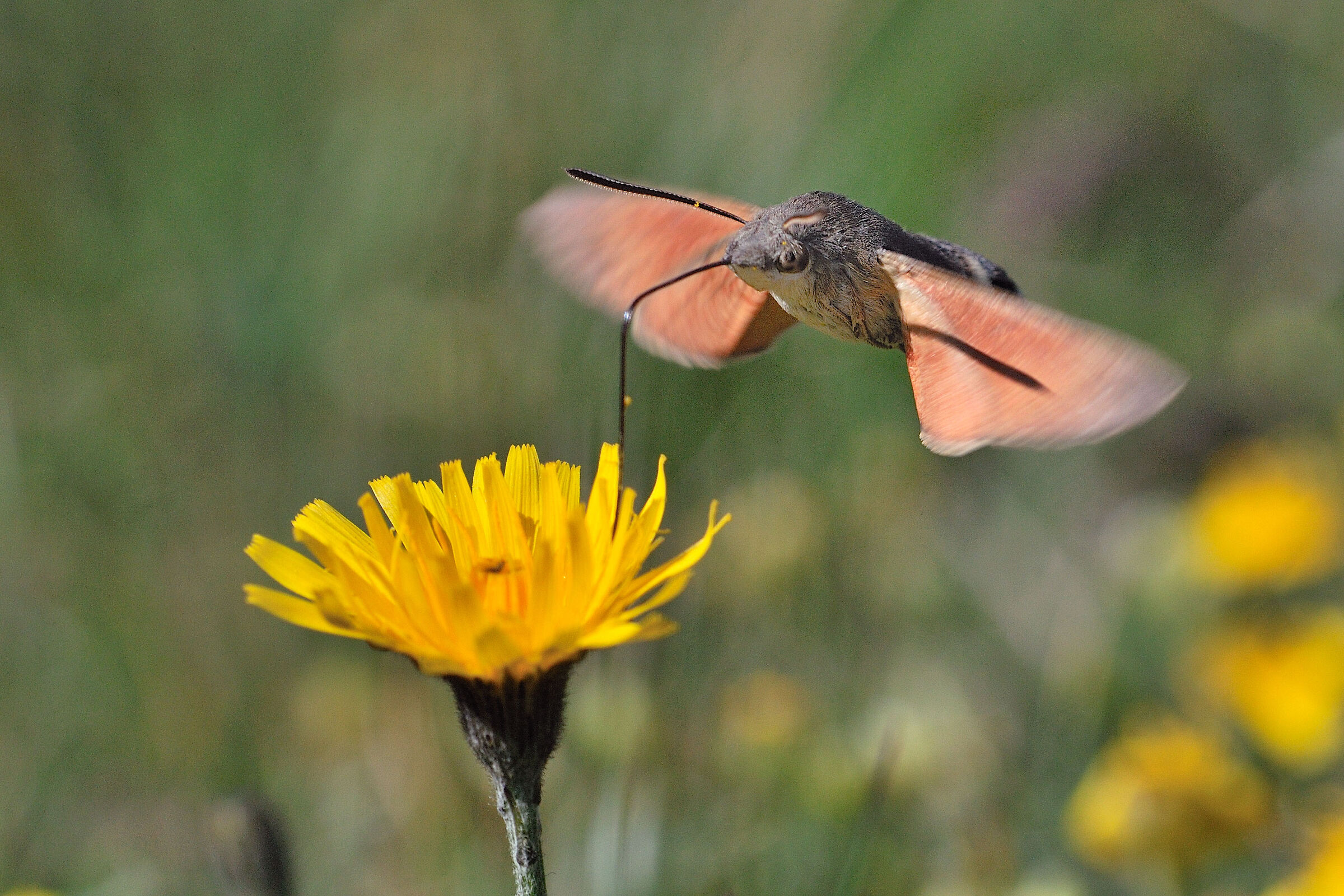Macroglossum stellatarum