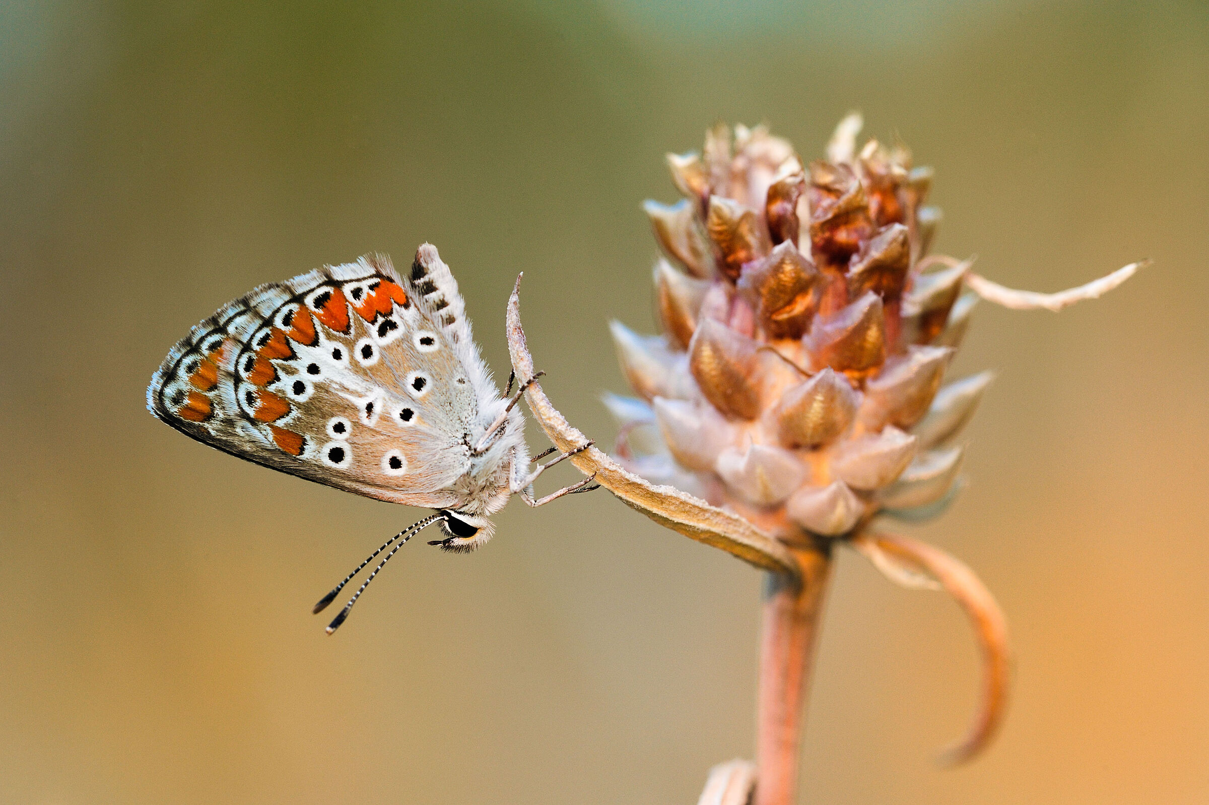 Lysandra Bellargus