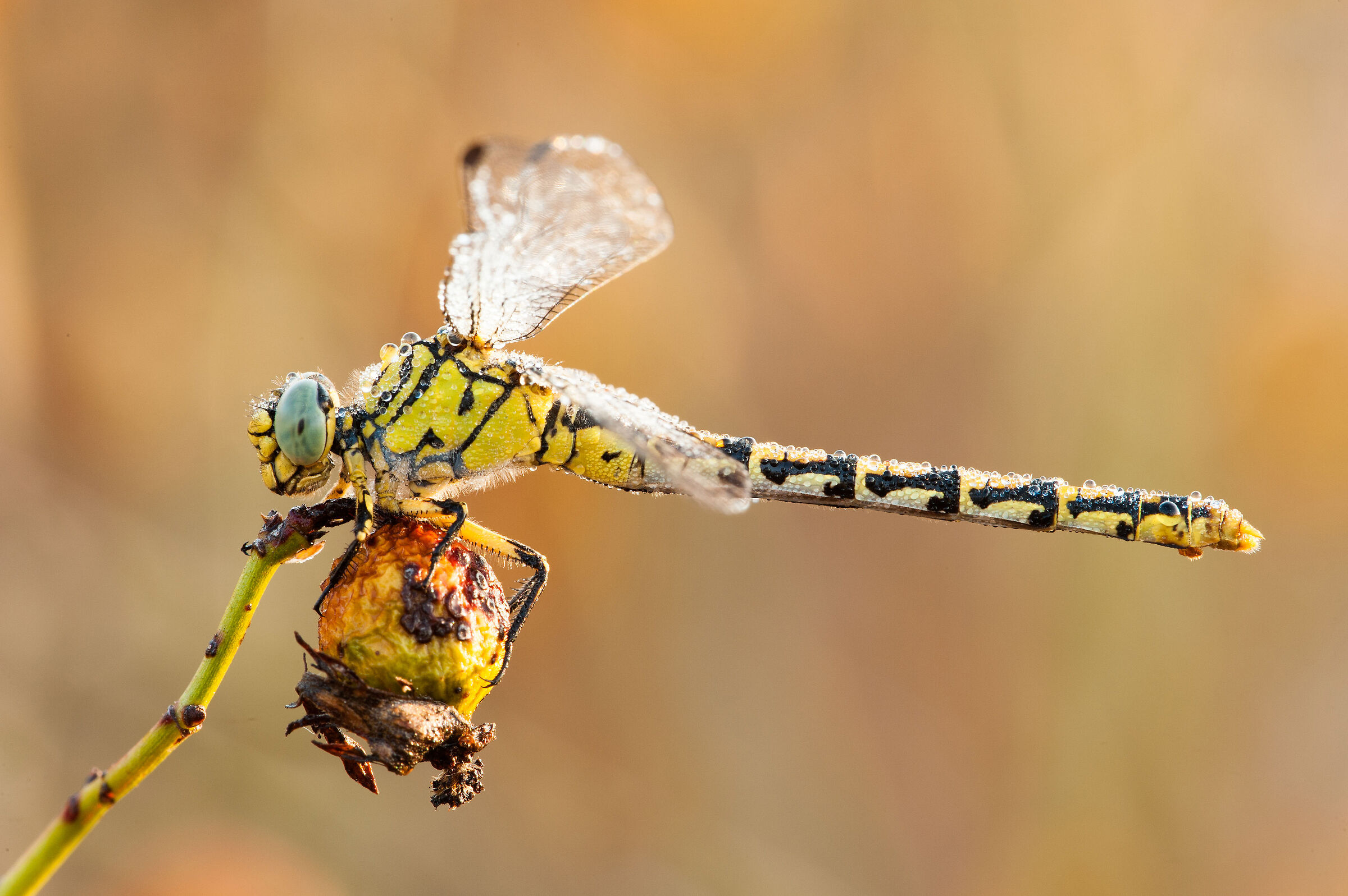 Onychogomphus forcipatus