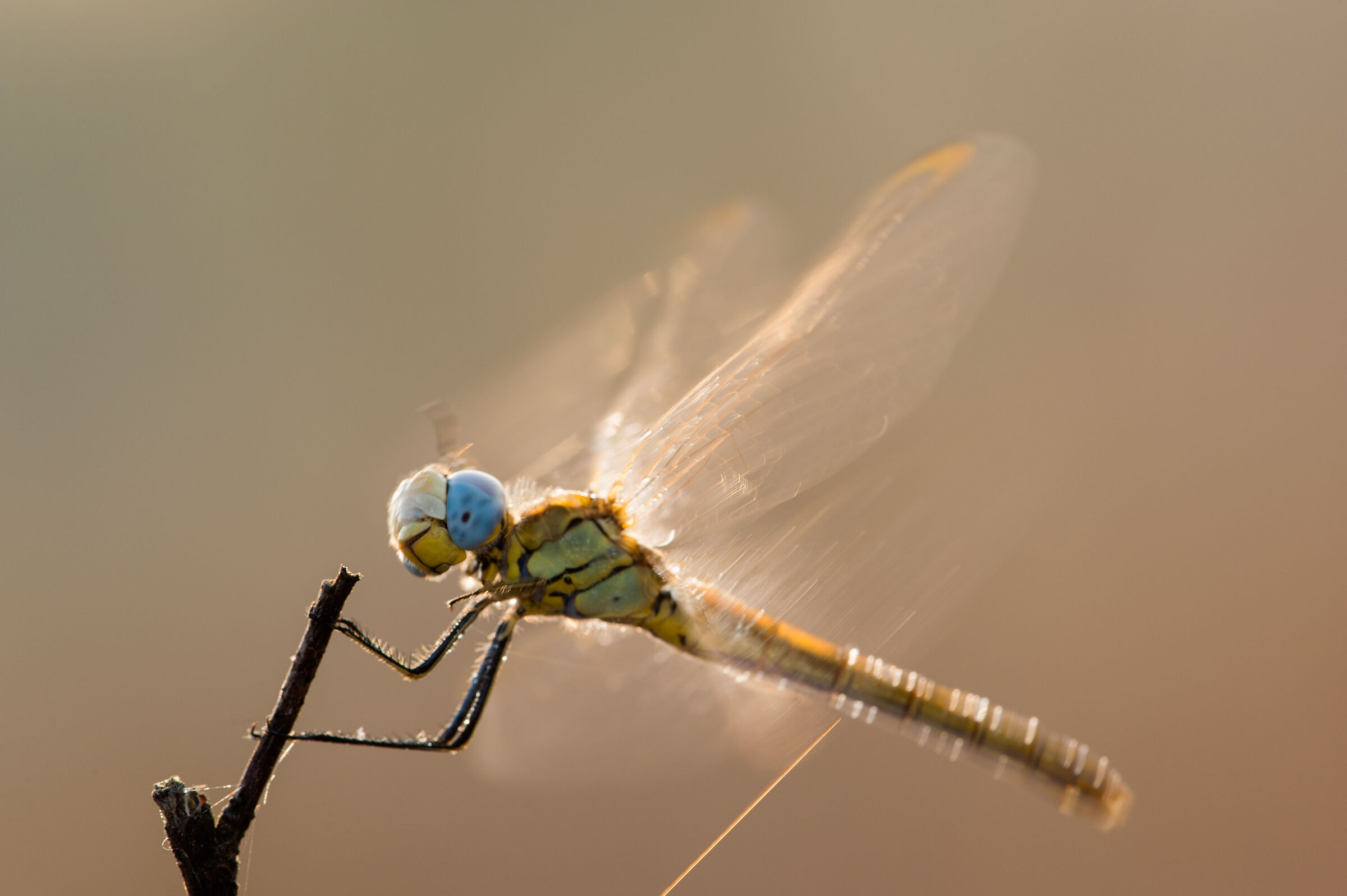 Fonscolombii Sympatrum