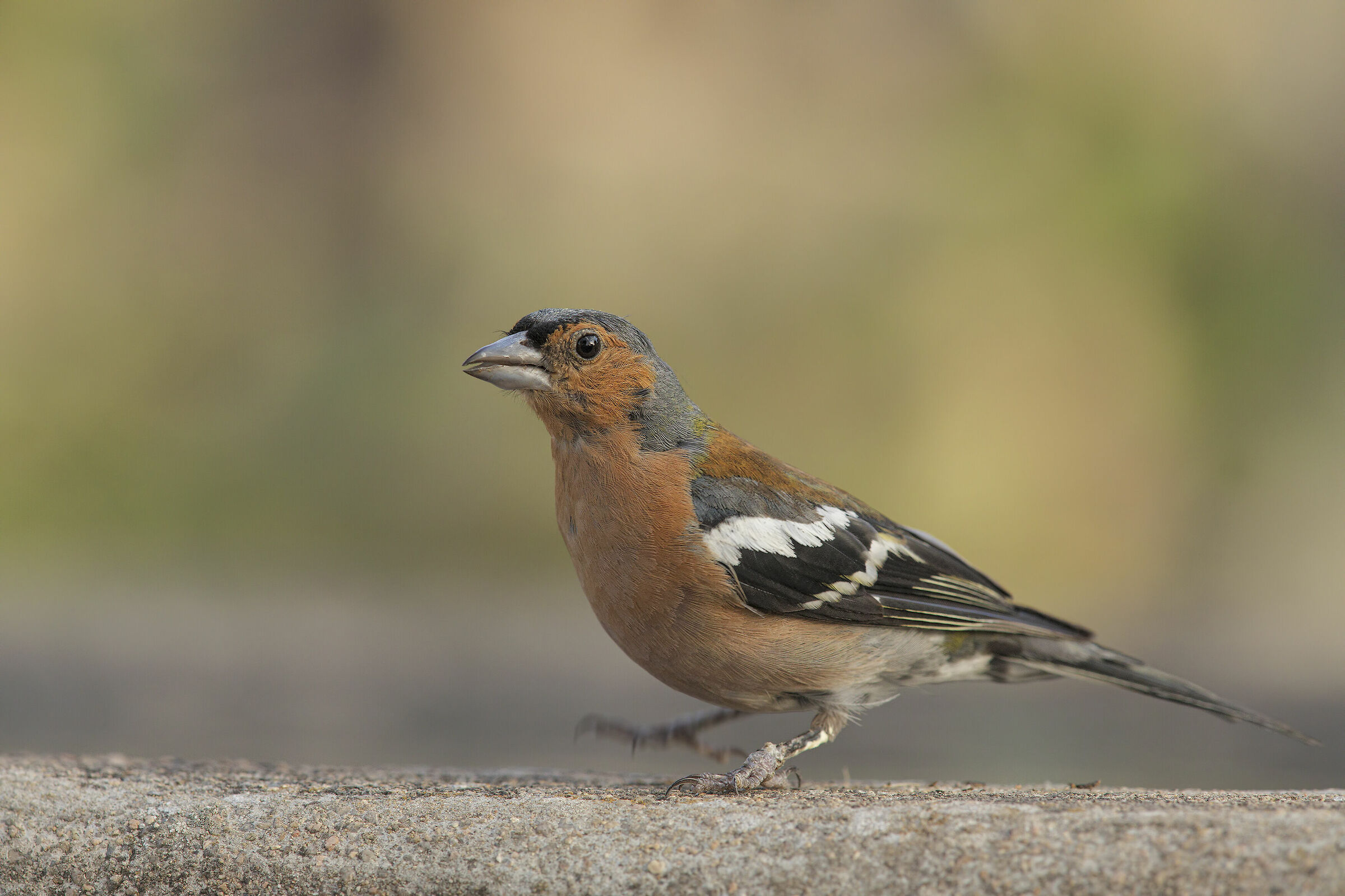 Chaffinch