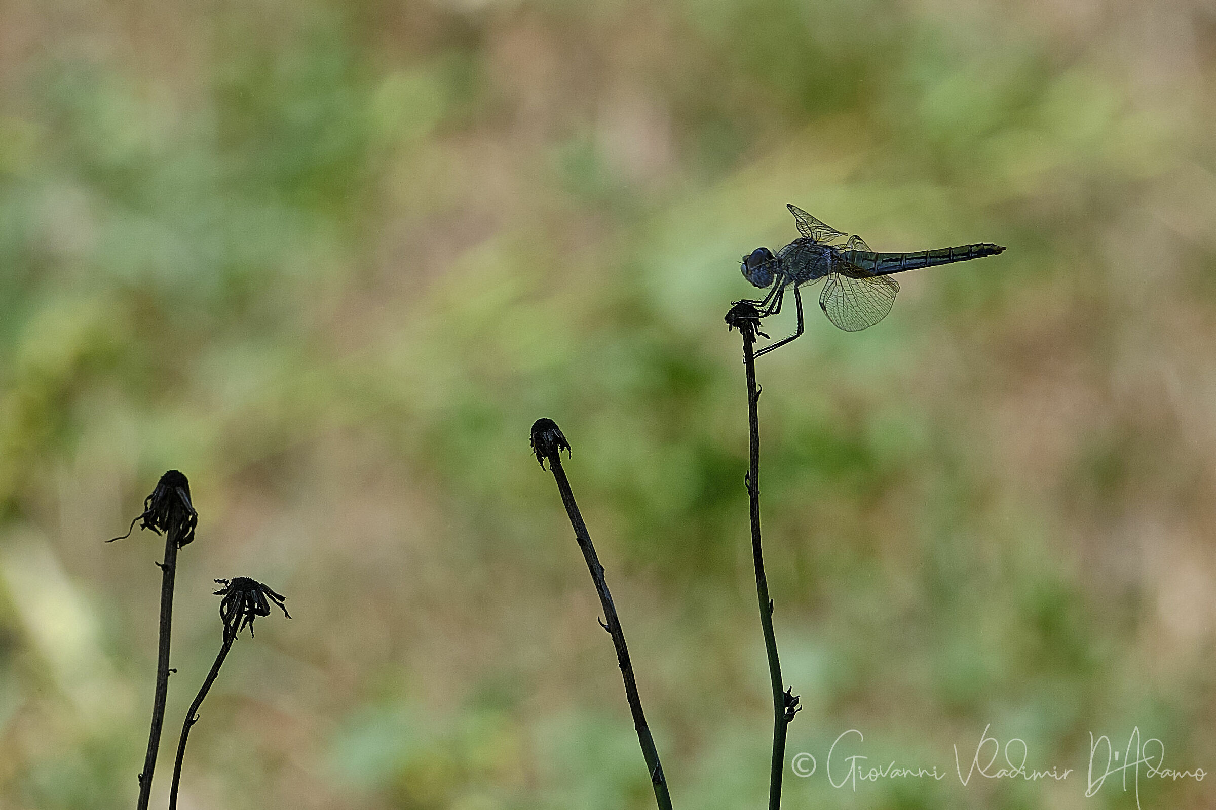 Summer Dragonfly