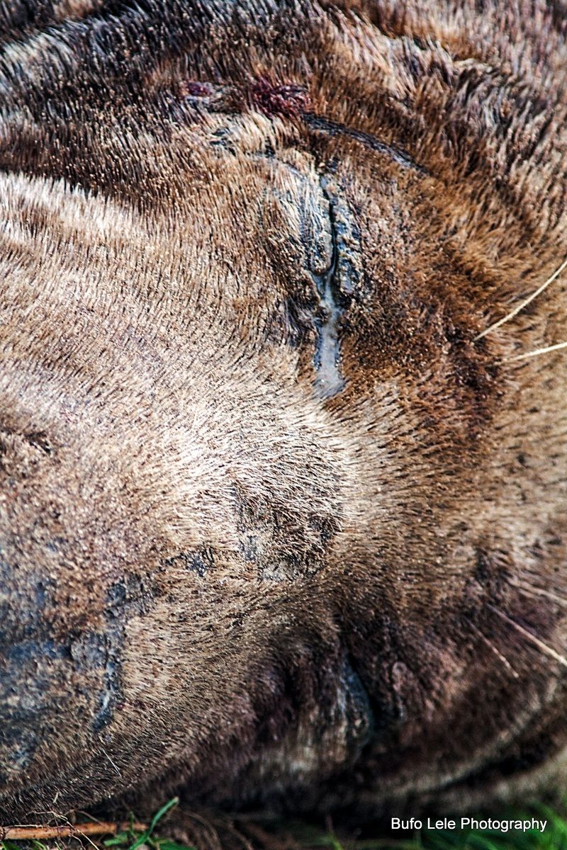 Riposo del guerriero