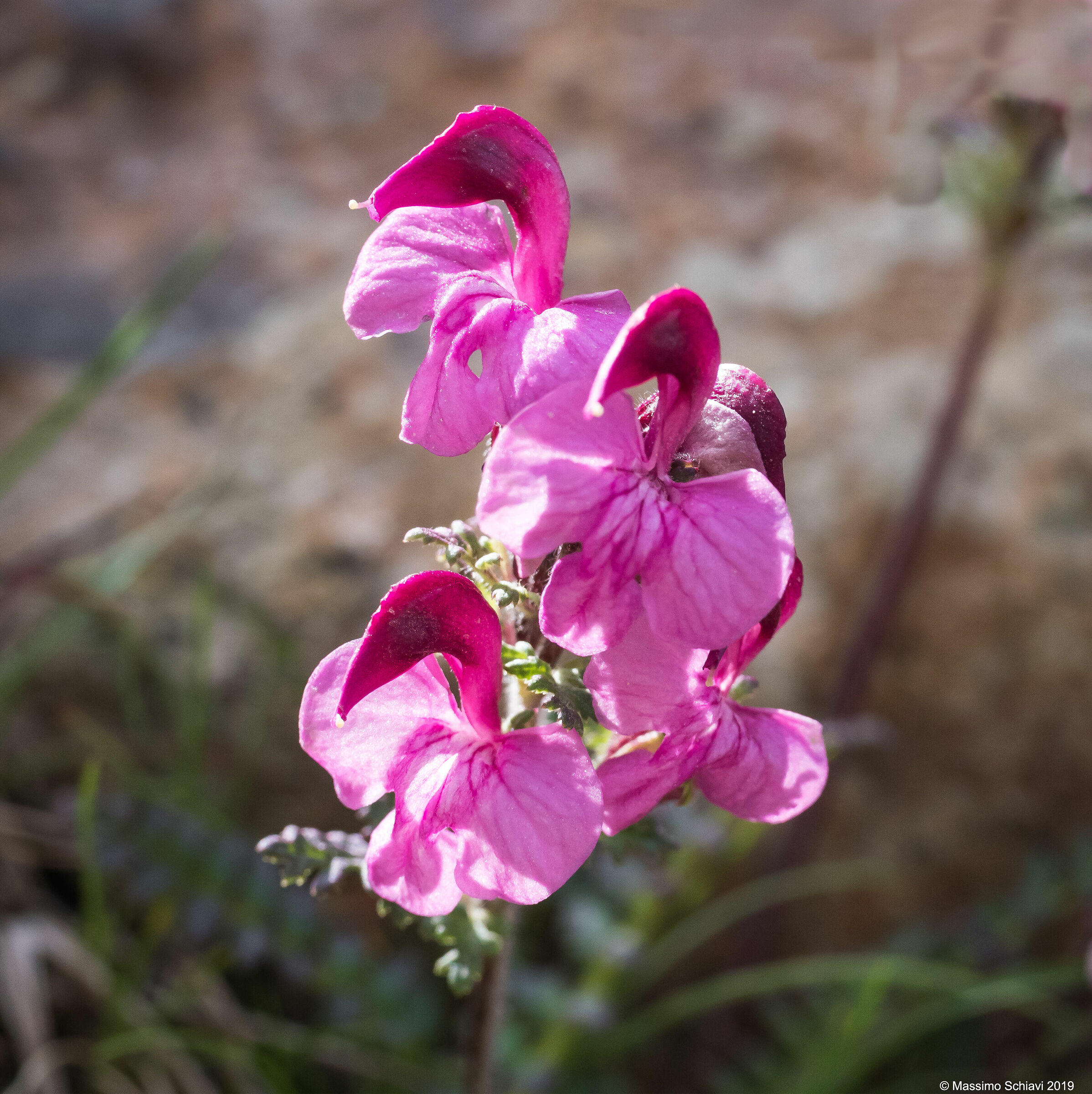 Pedicularis kerneri - Kerner's Pedicular