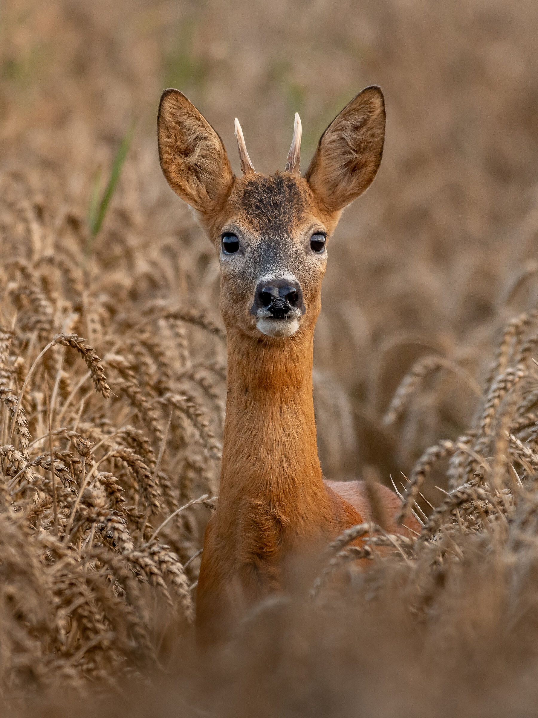Roe buck