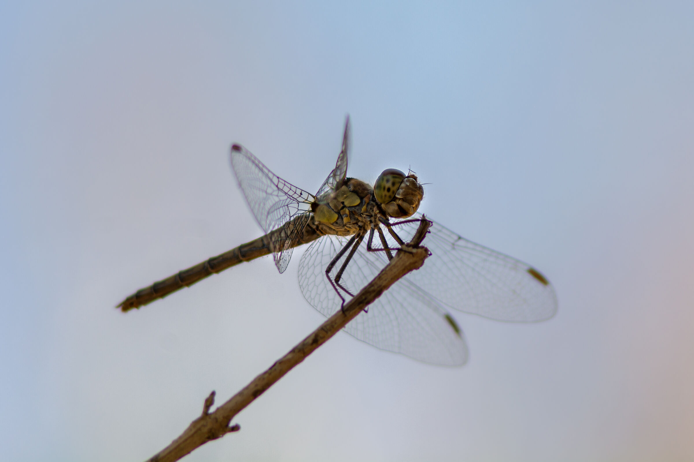 Dragonfly