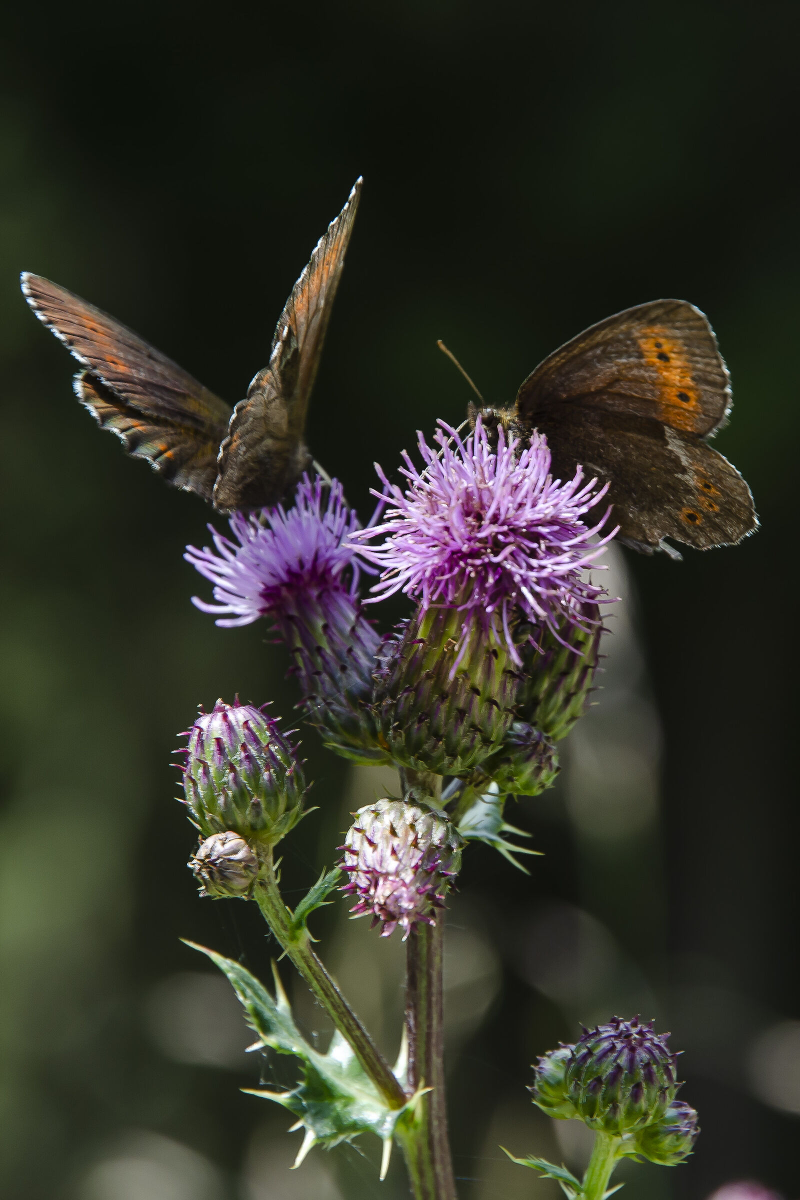 Cardi and butterflies
