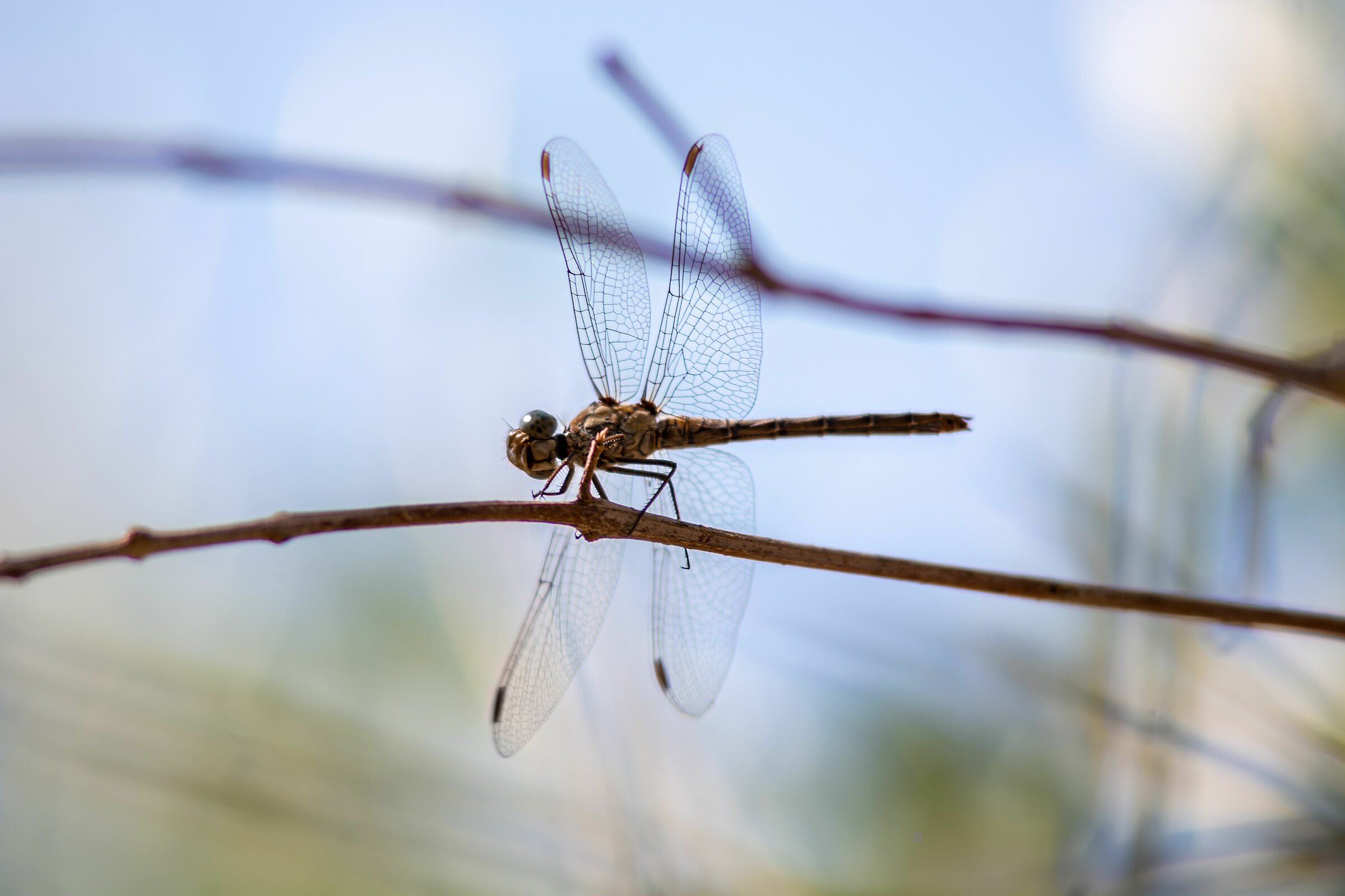 Dragonfly