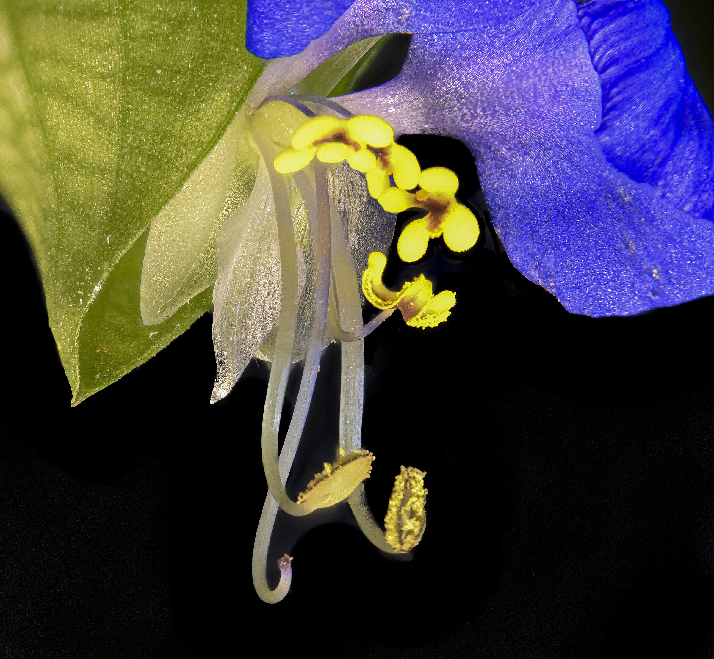 Asian misery grass flower