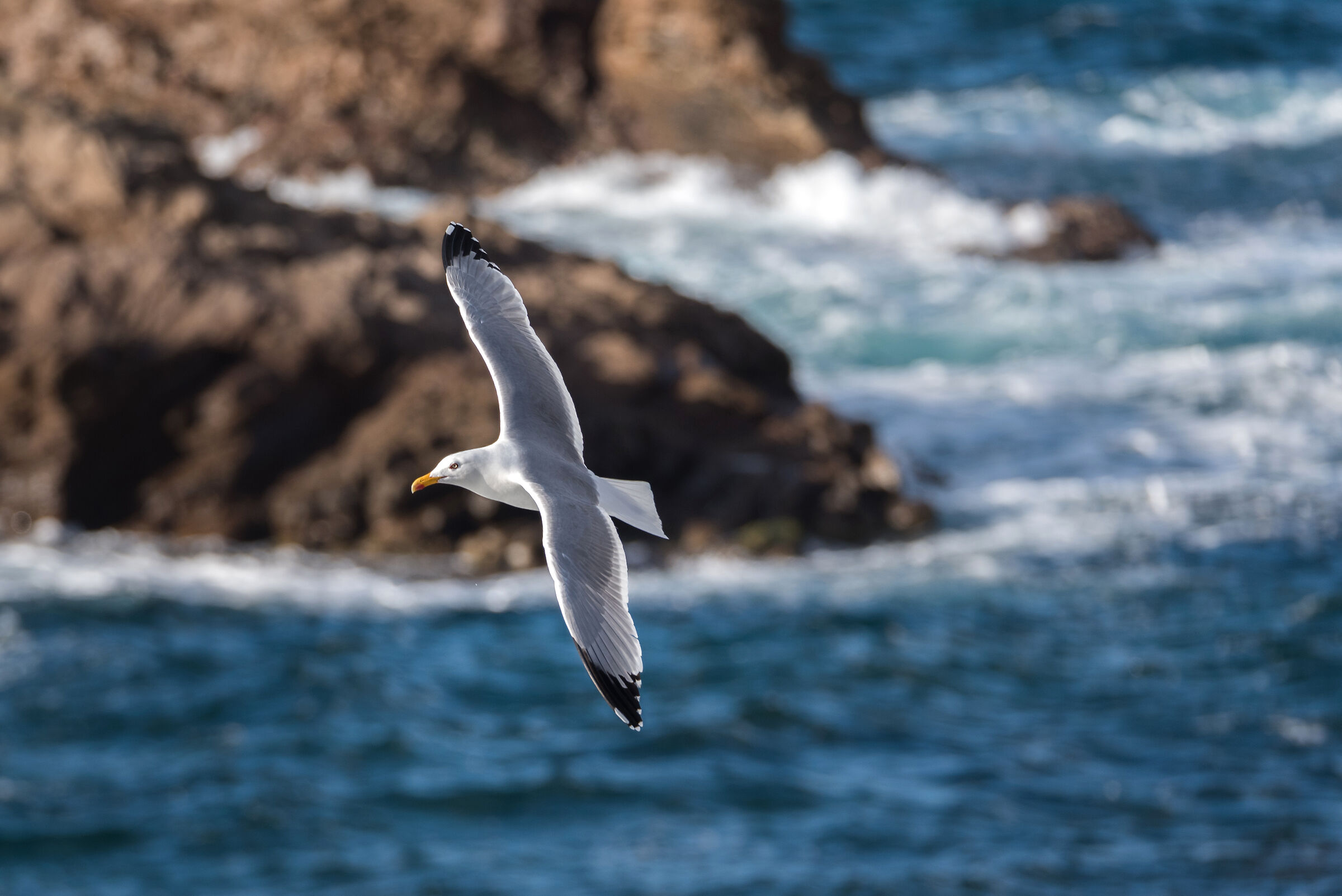 Cape Sheep Seagull