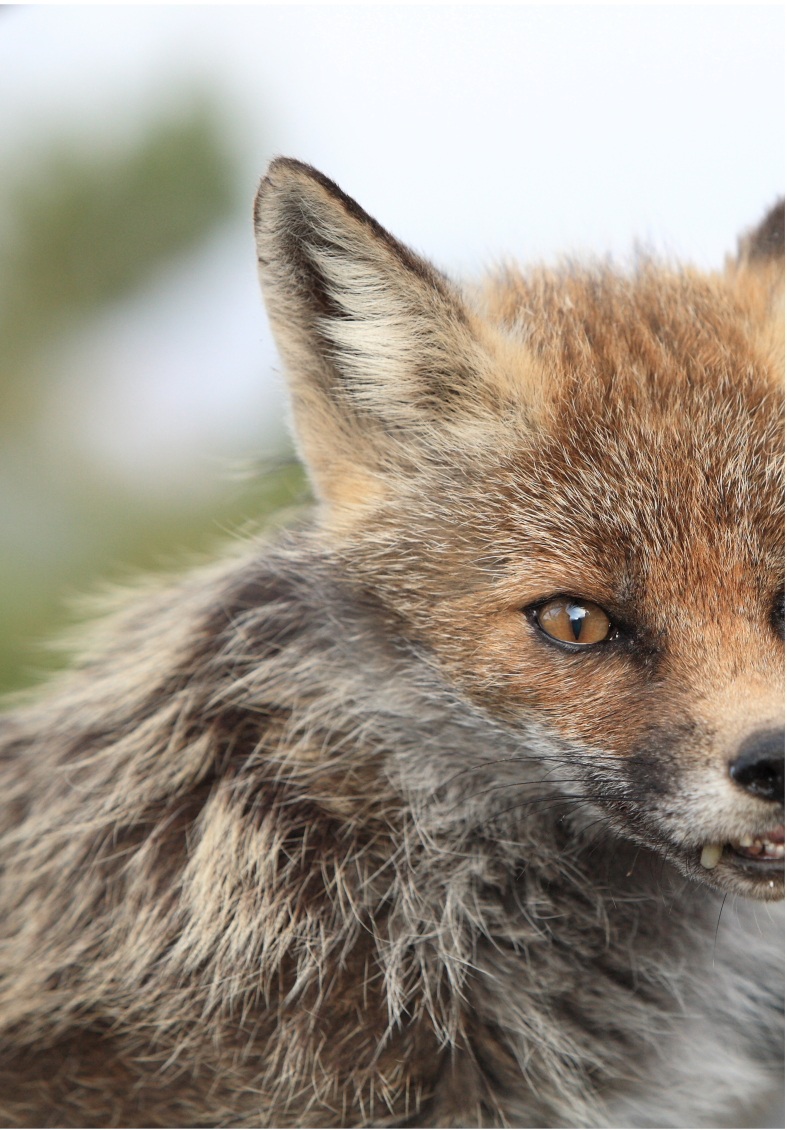 Volpe argentata dell'Etna