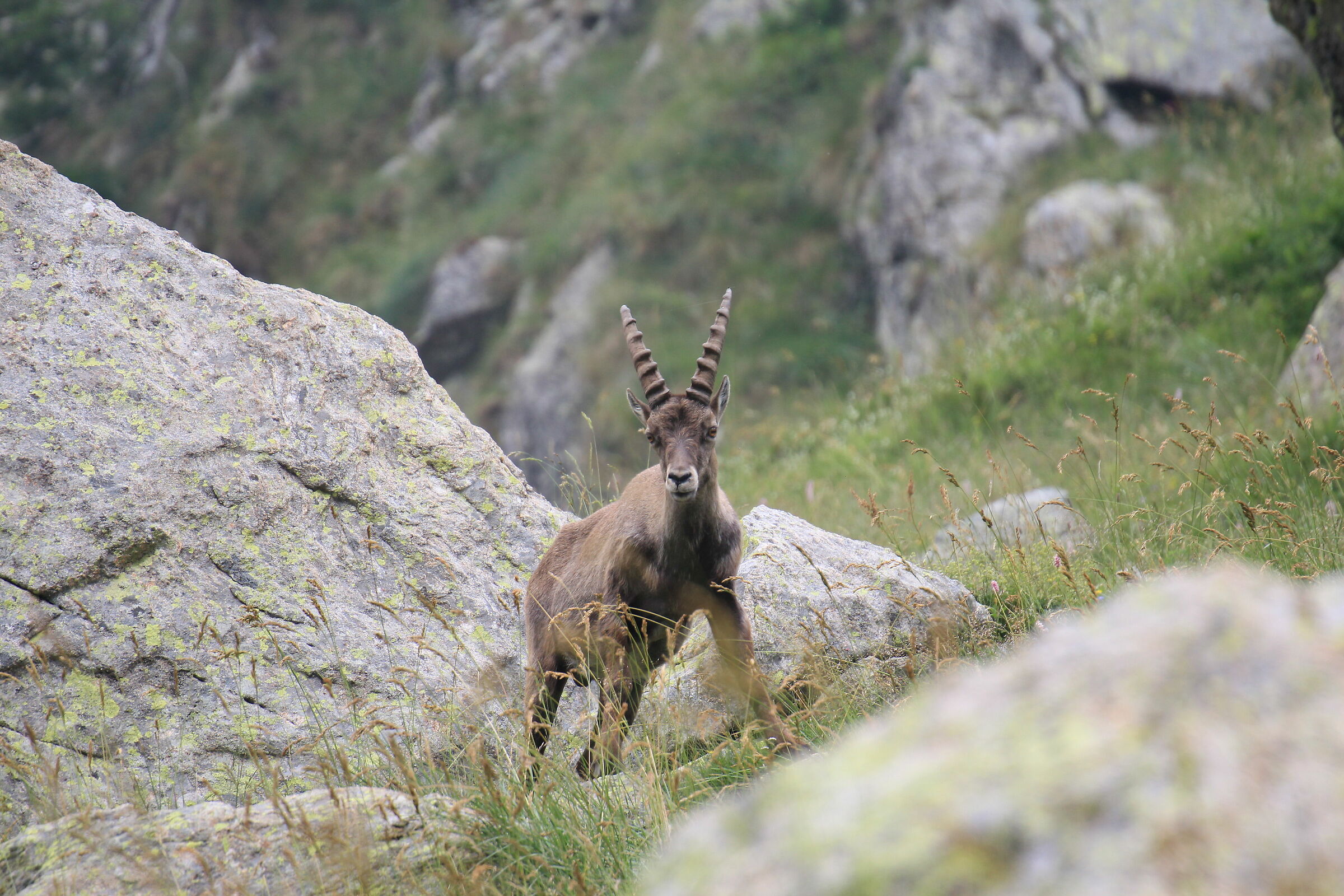 Stambecco - Rifugio Soria Ellena (cn)