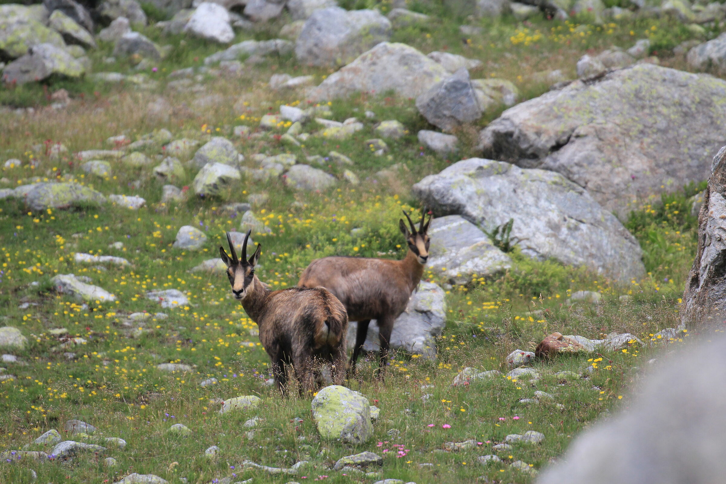Camosci - Soria Ellena Refuge (CN)