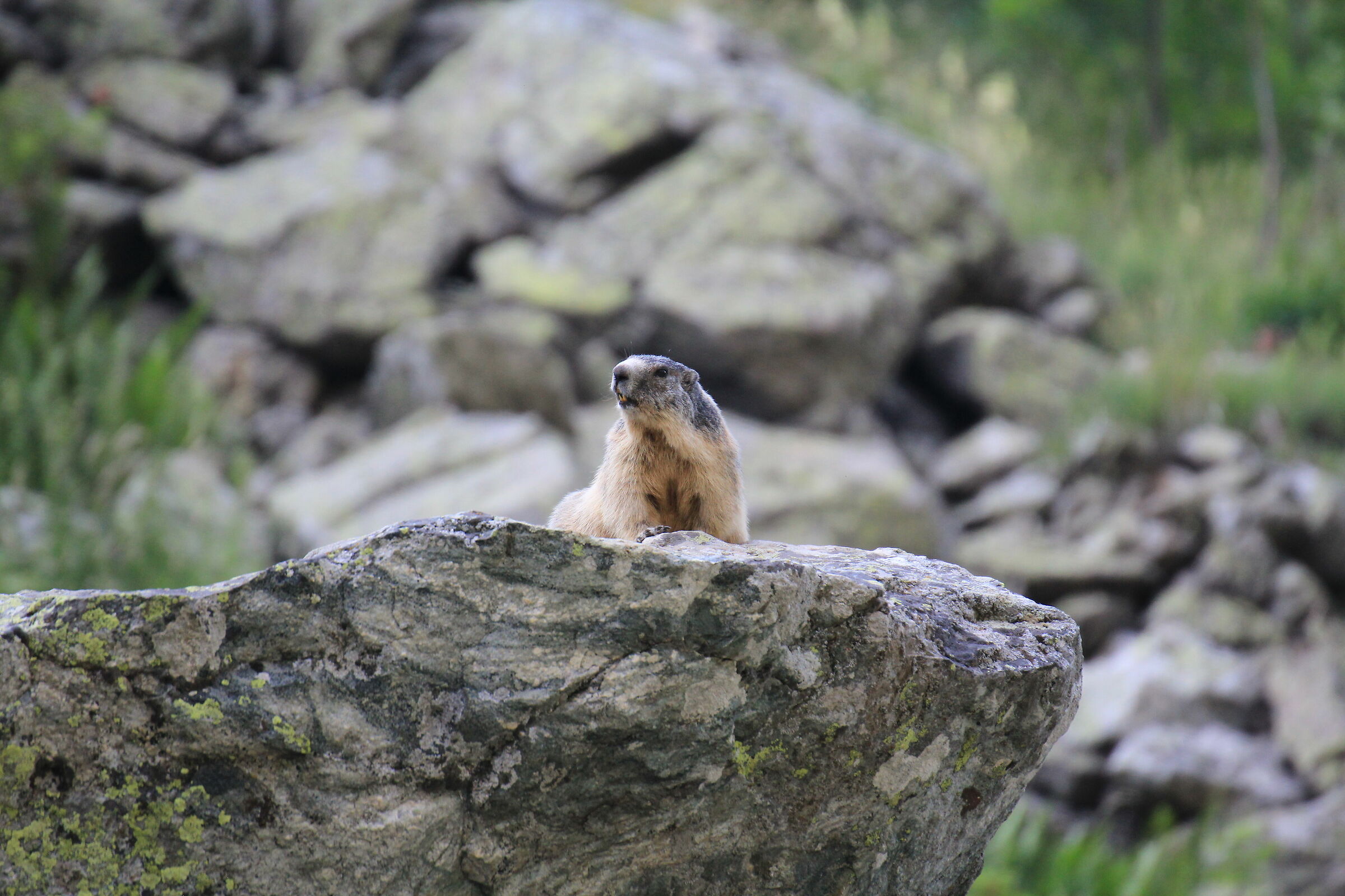 Marmotta - Piana dei Cannoni (cn)