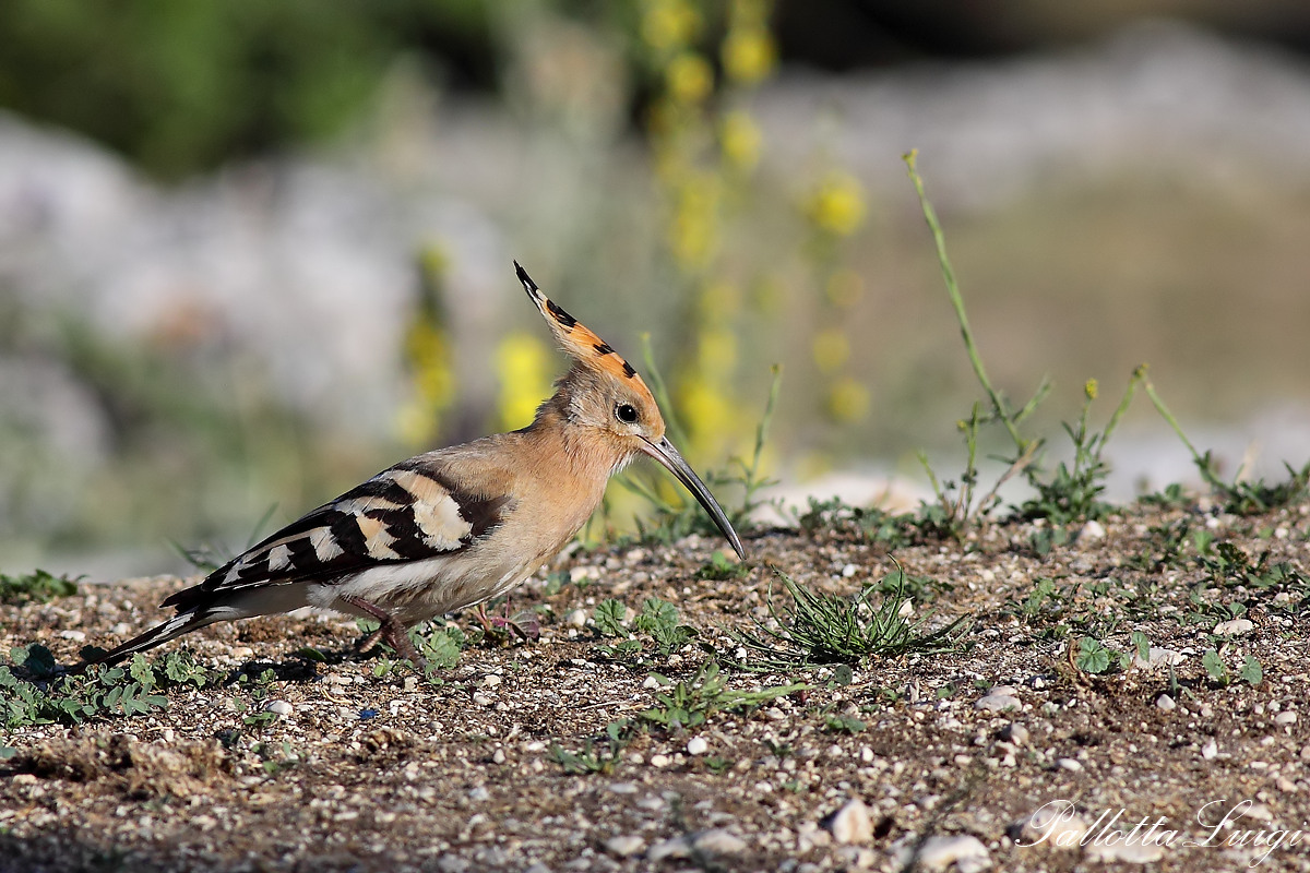 Hoopoe (Upupa epops)