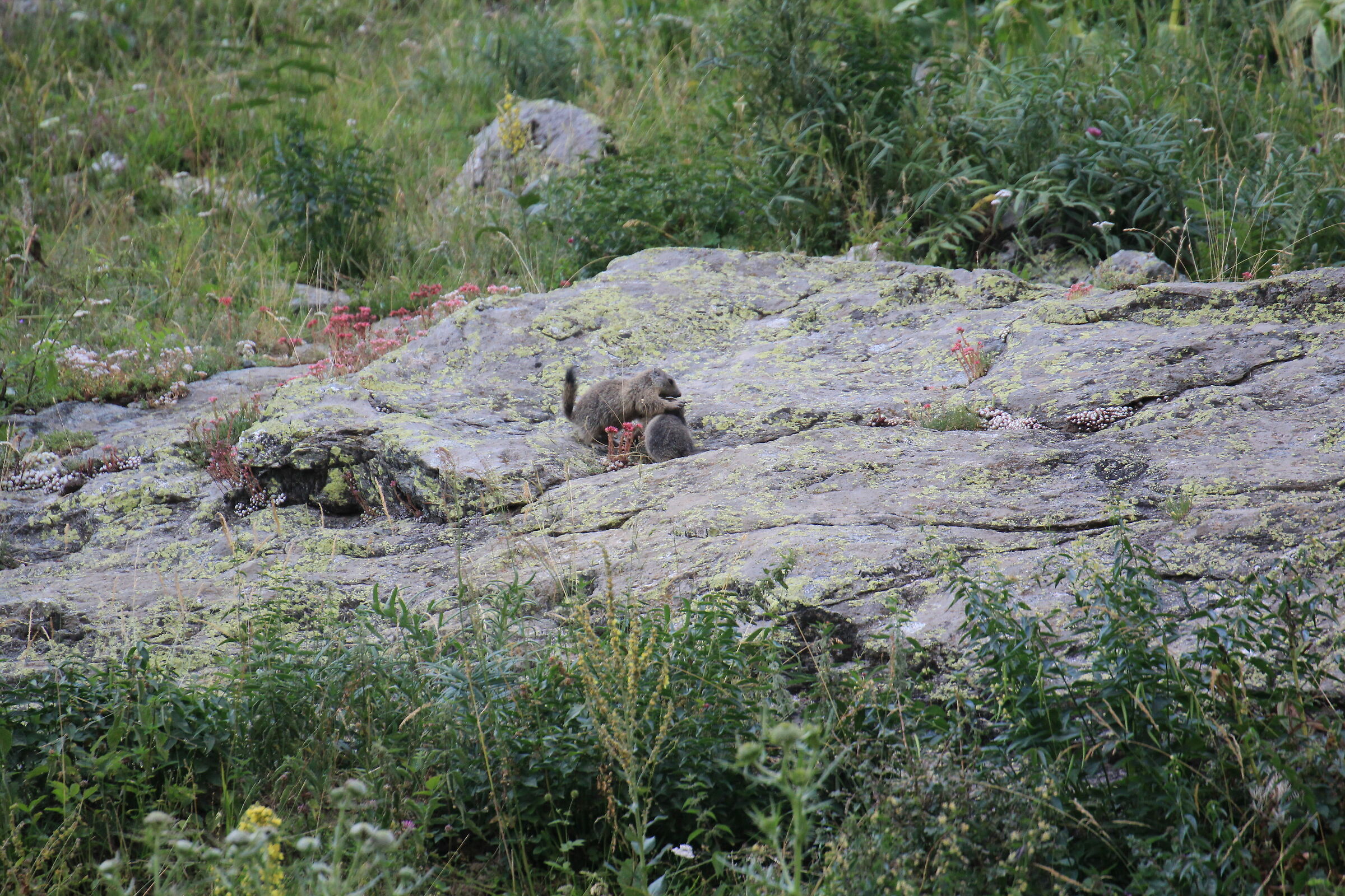 Cuccioli di marmotta che giocano