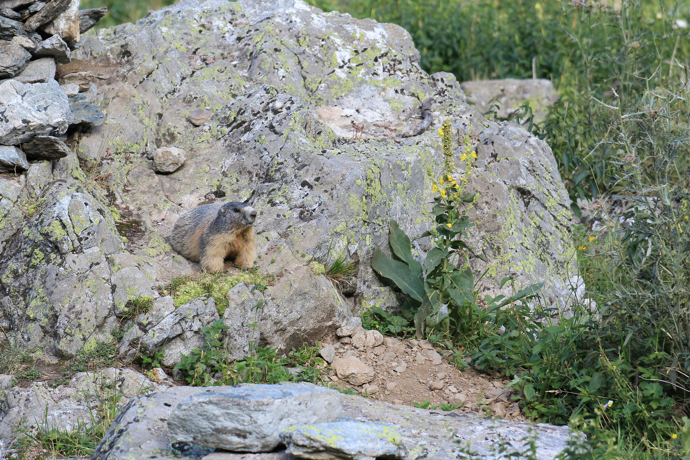 Marmotta e fiori gialli