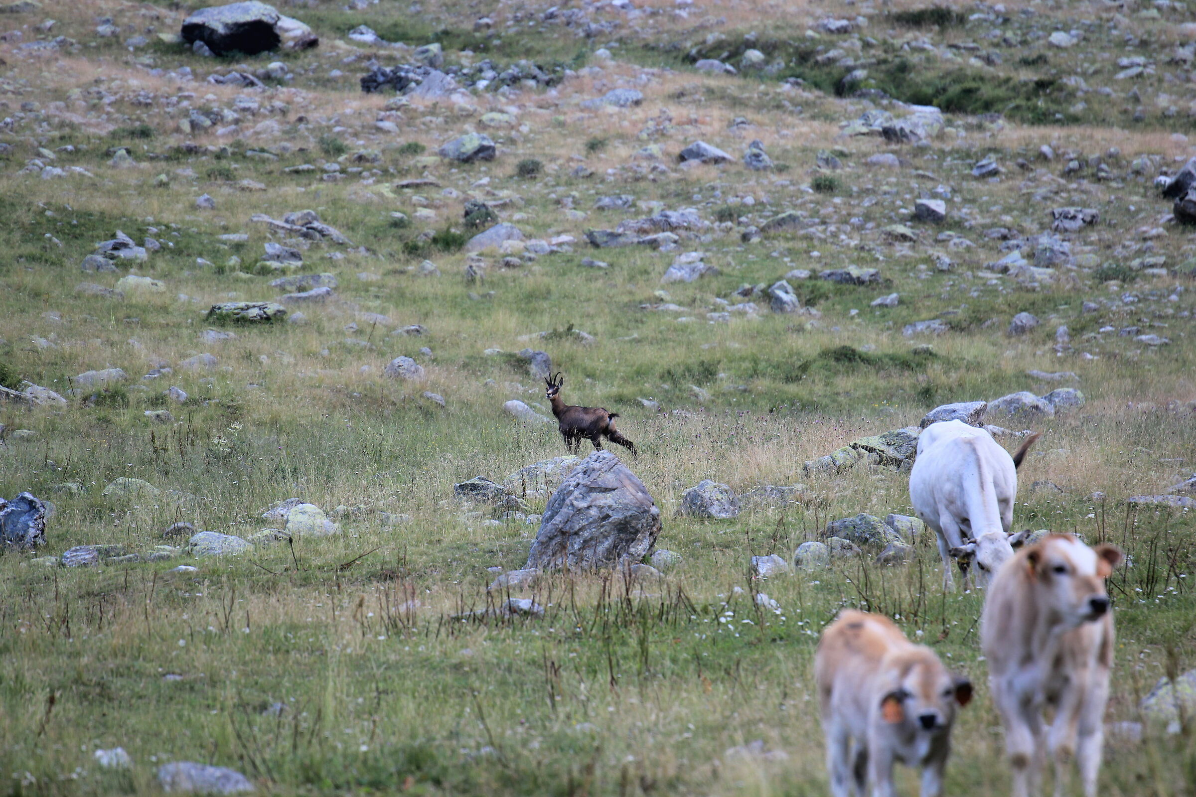 Camoscio al pascono con mucche - Alpeggio Rifugio Soria